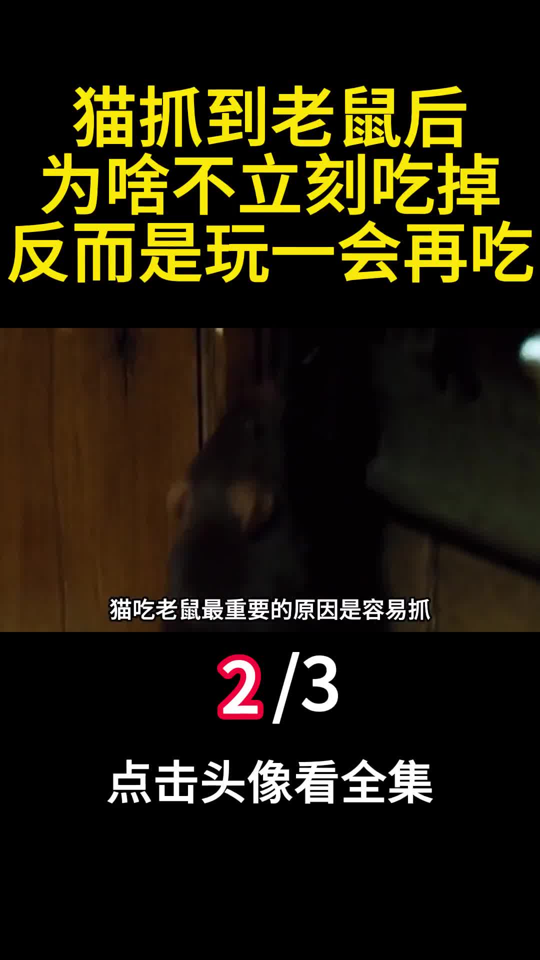 猫抓到老鼠后为啥不立刻吃掉反而是玩一会再吃2