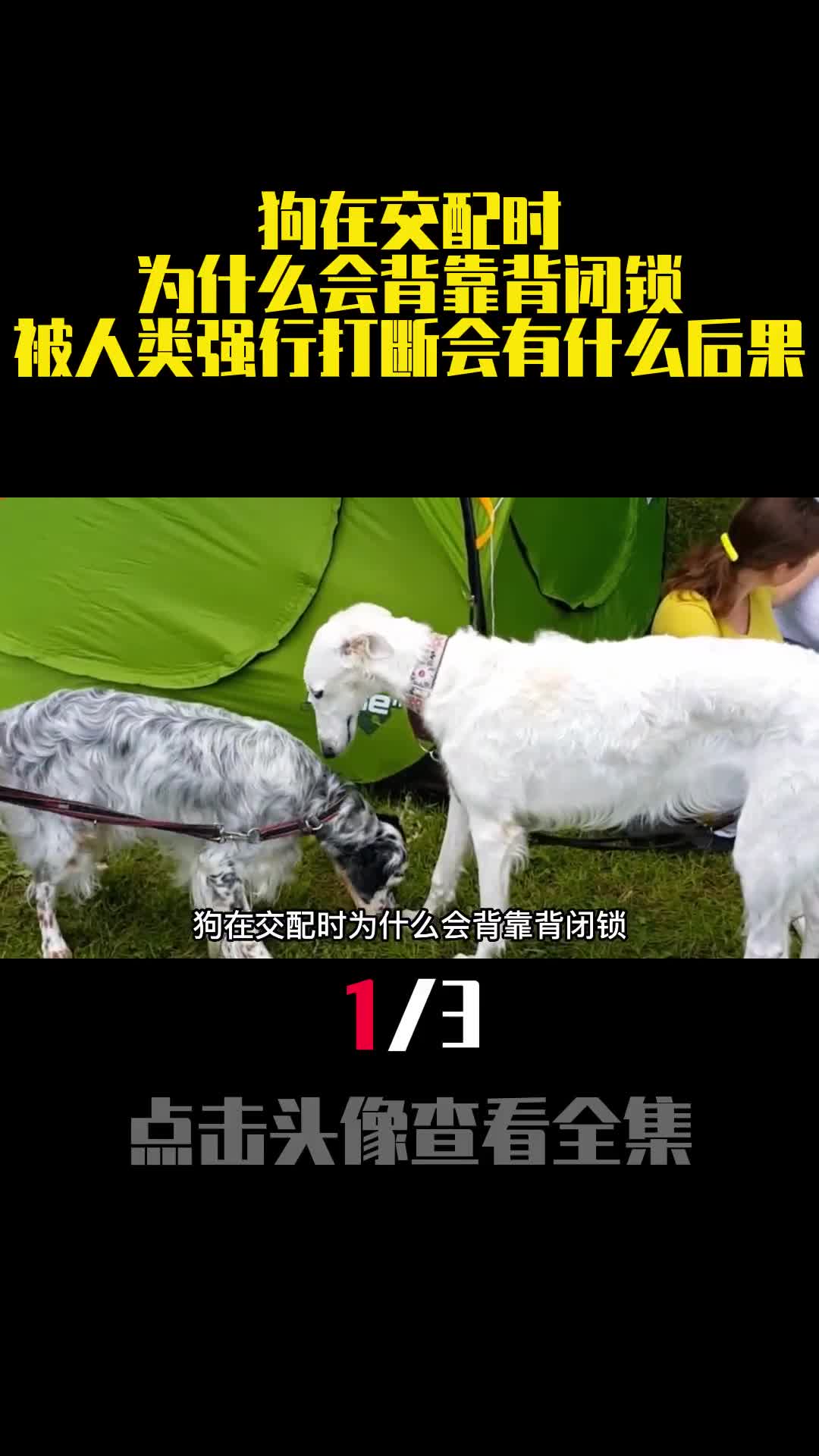 狗在交配时为什么会背靠背闭锁被人类强行打断会有什么后果