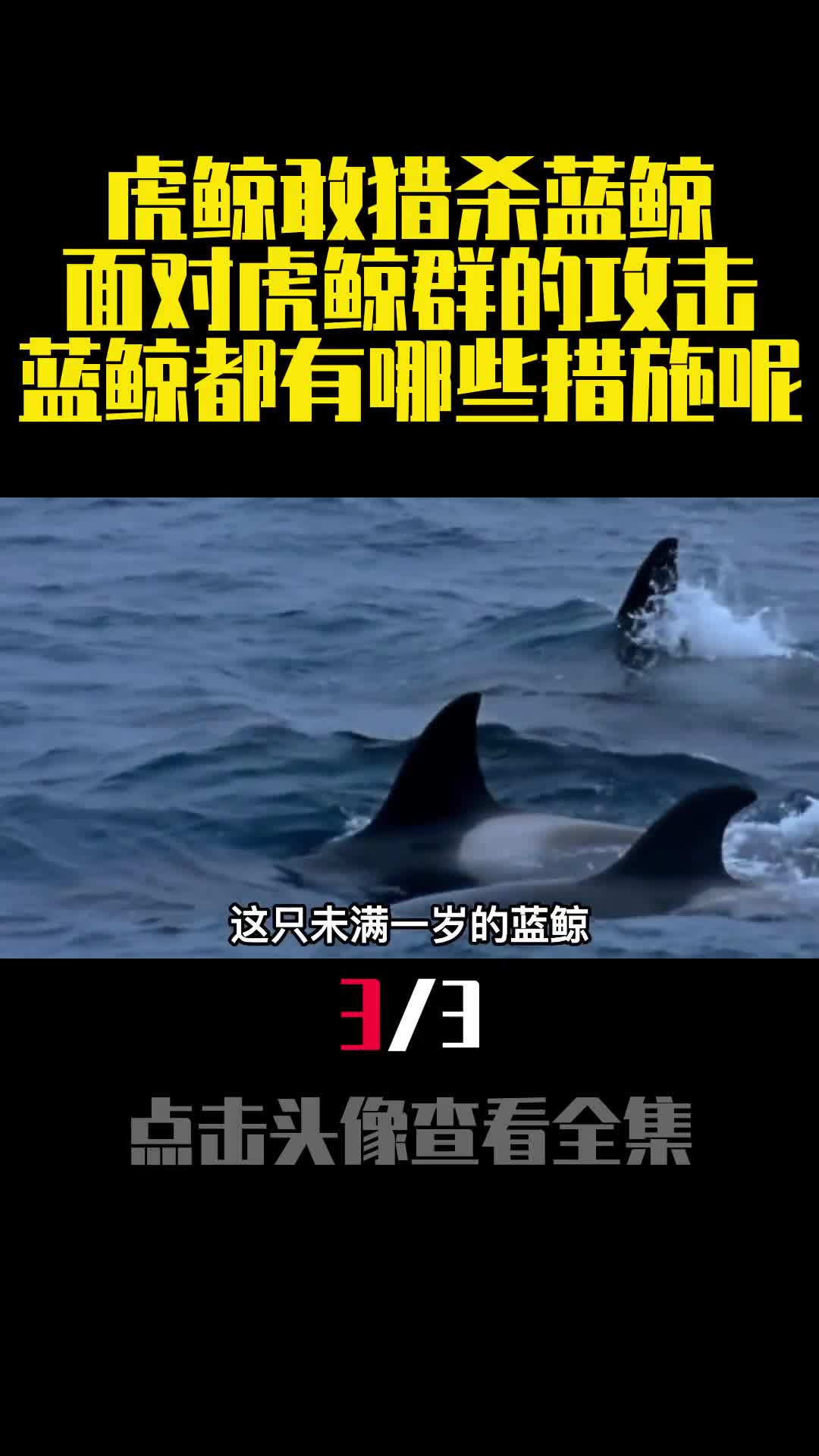 虎鲸敢猎杀蓝鲸面对虎鲸群的攻击蓝鲸都有哪些措施呢3
