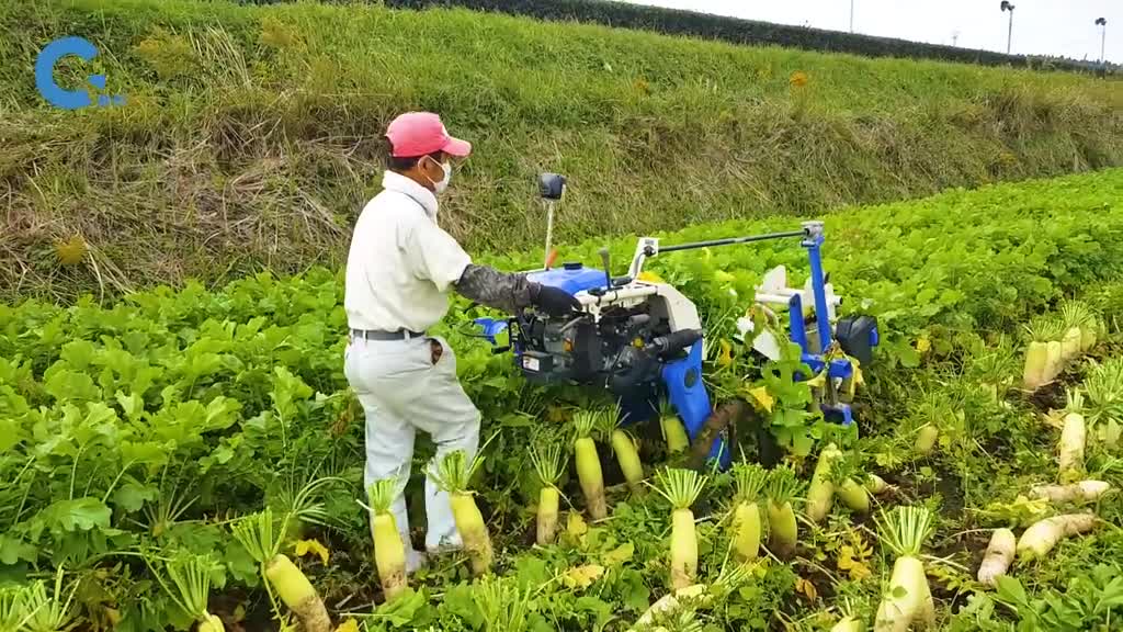 不可思议的自走式拔萝卜机拔出来的同时砍掉叶子