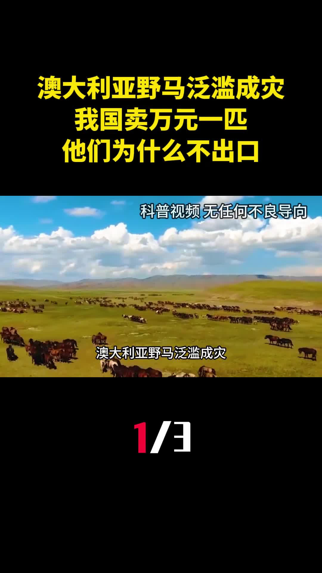 澳大利亚野马泛滥成灾我国卖万元一匹他们为什么不出口1