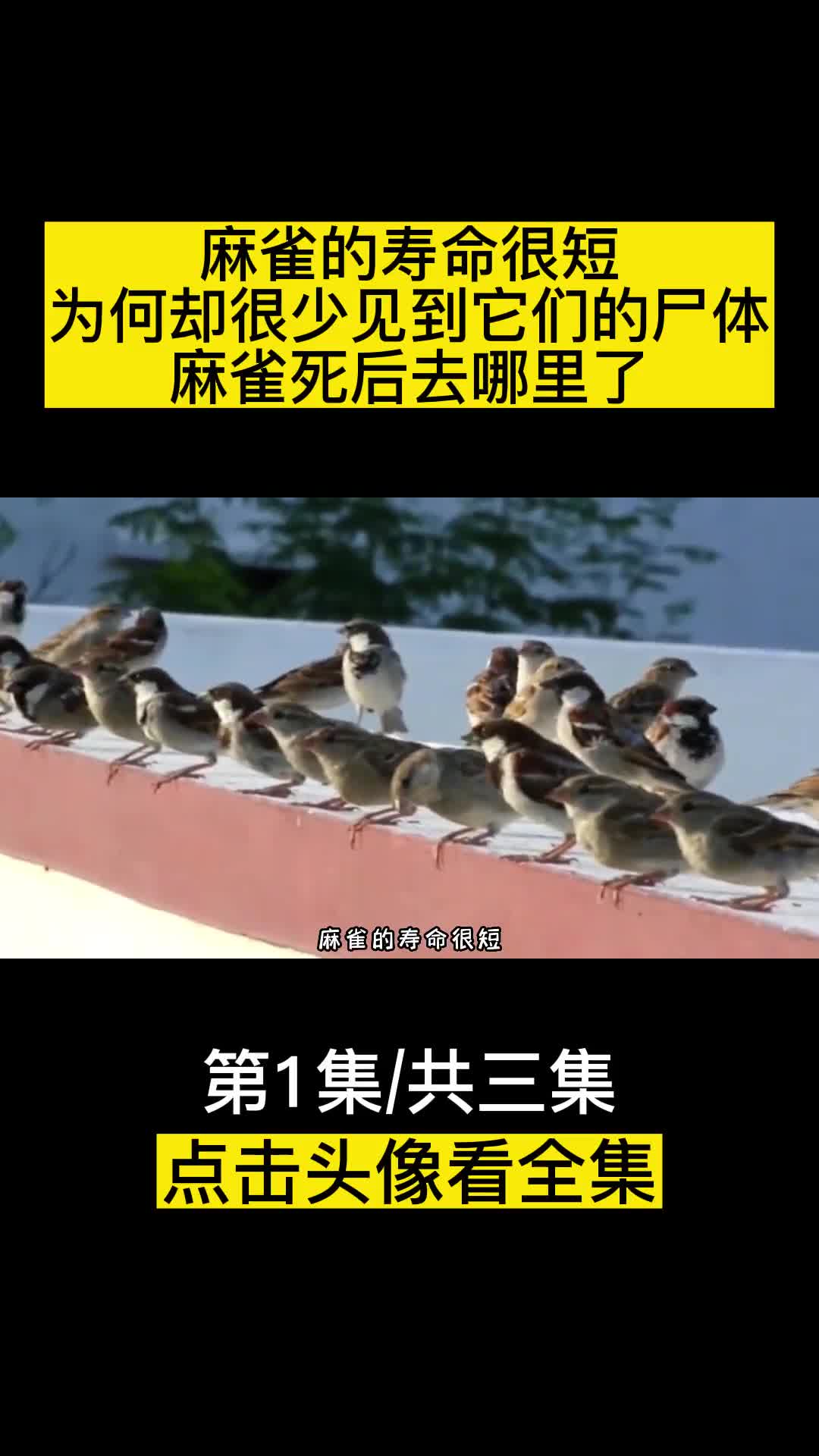 麻雀的寿命很短为何却很少见到它们的尸体麻雀死后去哪里了