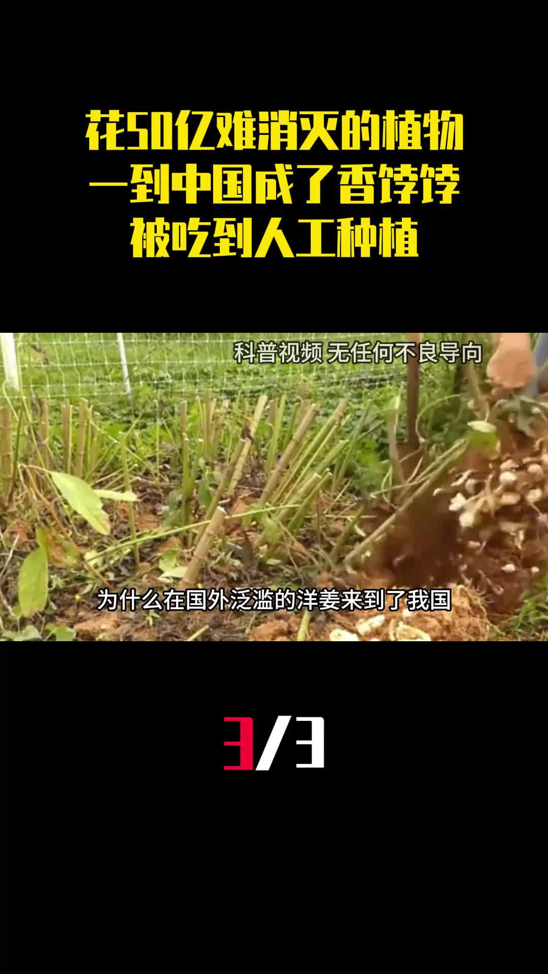 美国花50亿难消灭的植物一到中国成了香饽饽被吃到人工种植3