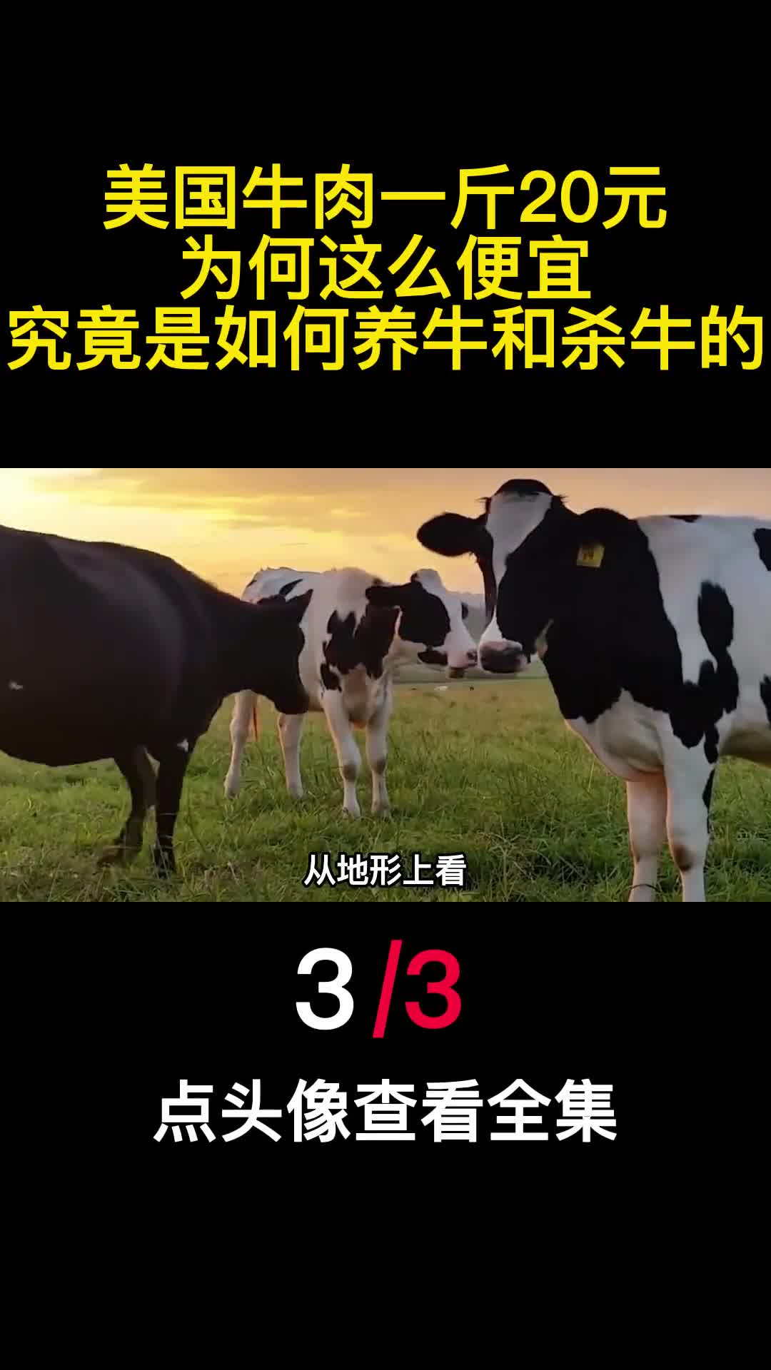 美国牛肉一斤20元为何这么便宜究竟是如何养牛和杀牛的3