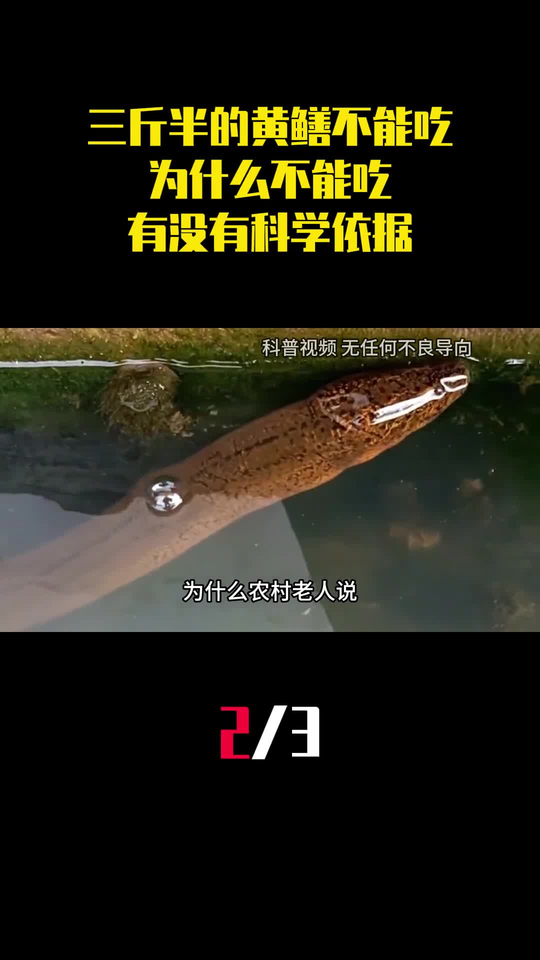 老人说三斤半的黄鳝不能吃为什么不能吃有没有科学依据2