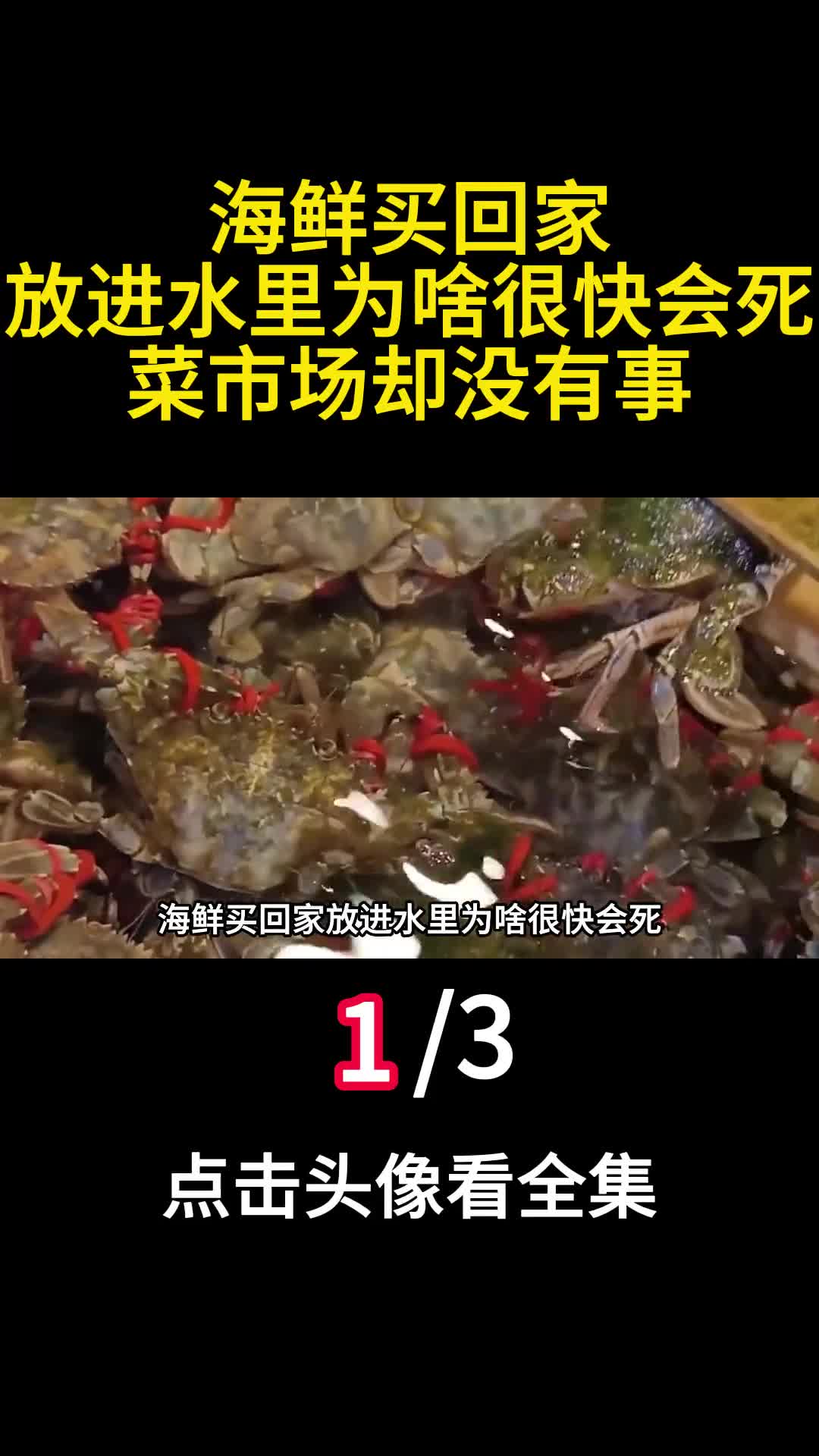 海鲜买回家放进水里为啥很快会死菜市场却没有事1