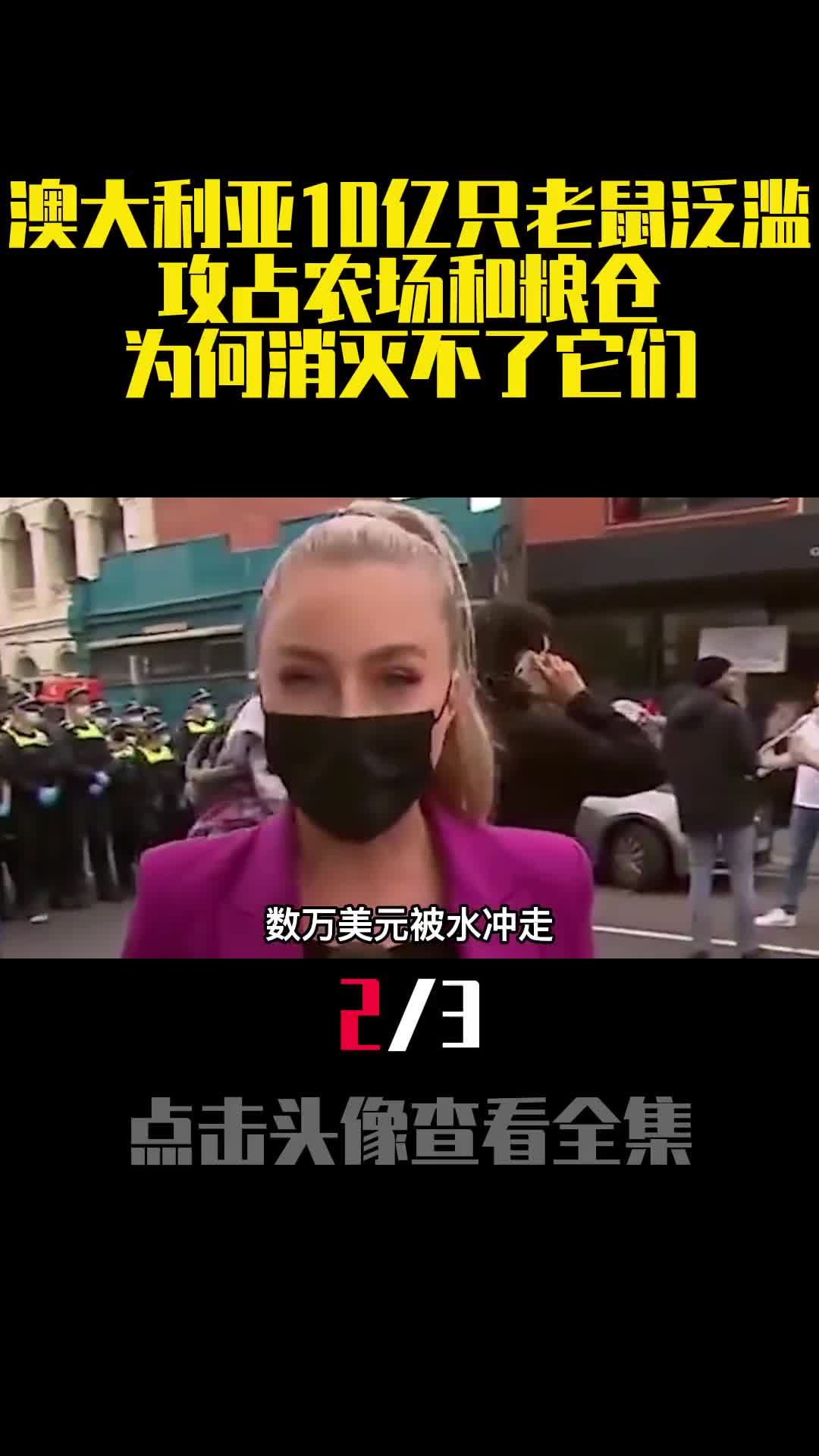 澳大利亚10亿只老鼠泛滥攻占农场和粮仓为何消灭不了它们2