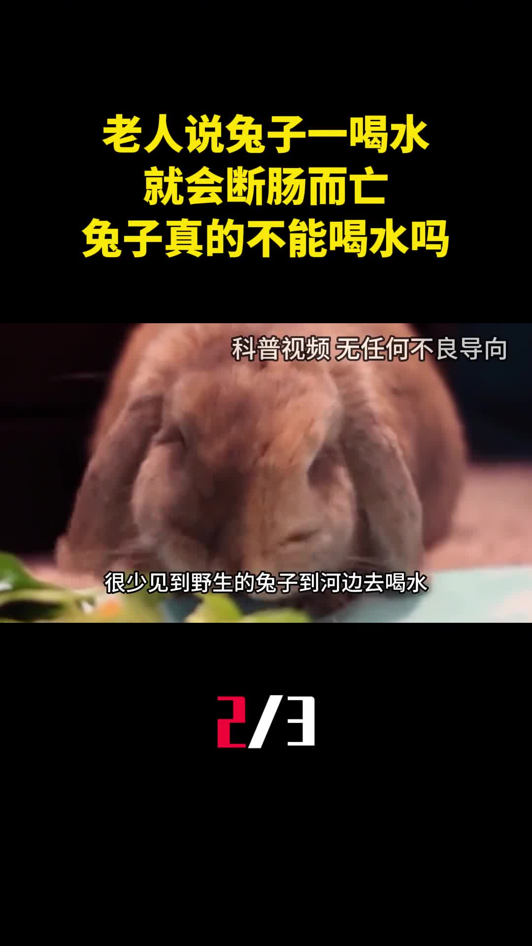 老人说兔子一喝水就会断肠而亡兔子真的不能喝水吗2