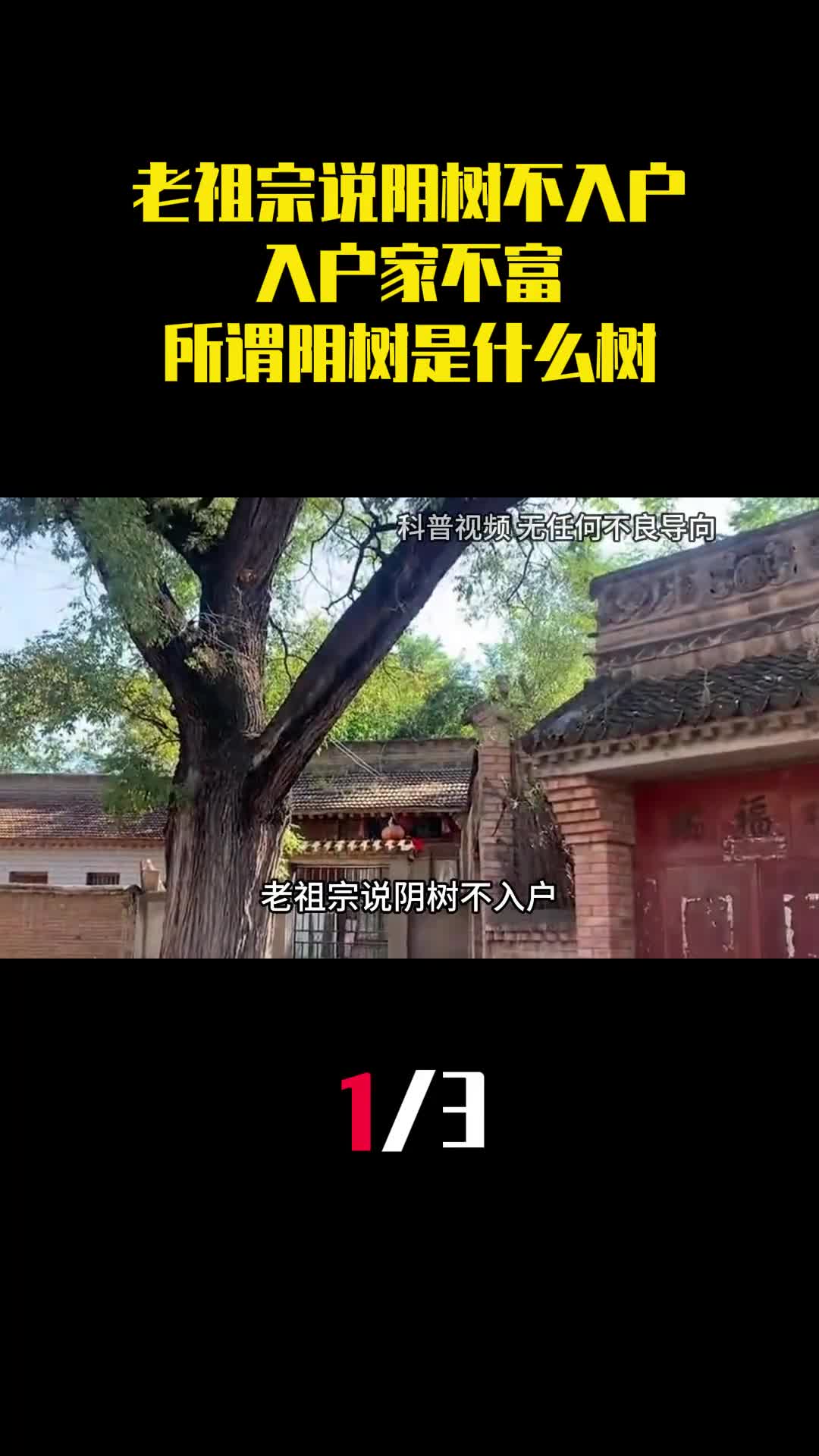 老祖宗说阴树不入户入户家不富所谓阴树是什么树1