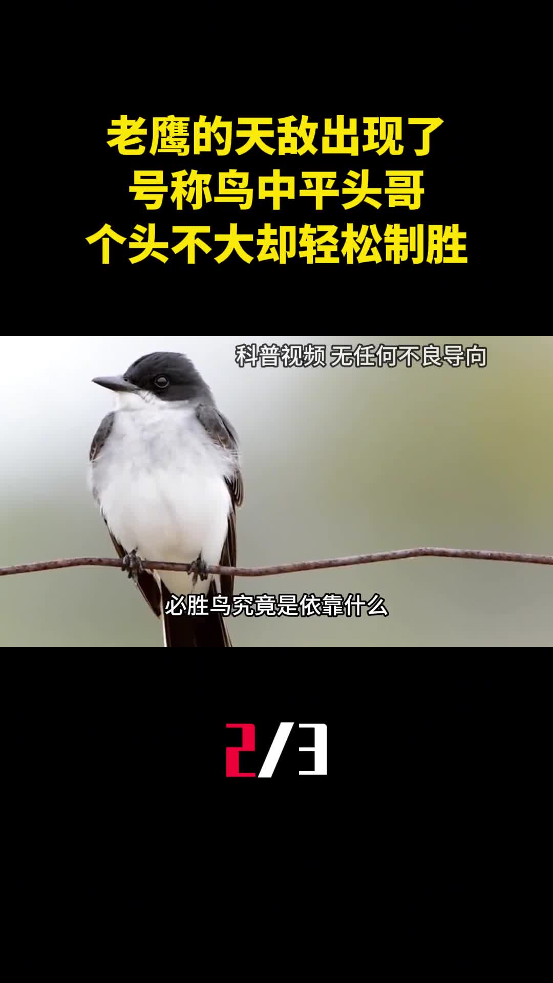 老鹰的天敌出现了号称鸟中平头哥个头不大却能轻松制胜2