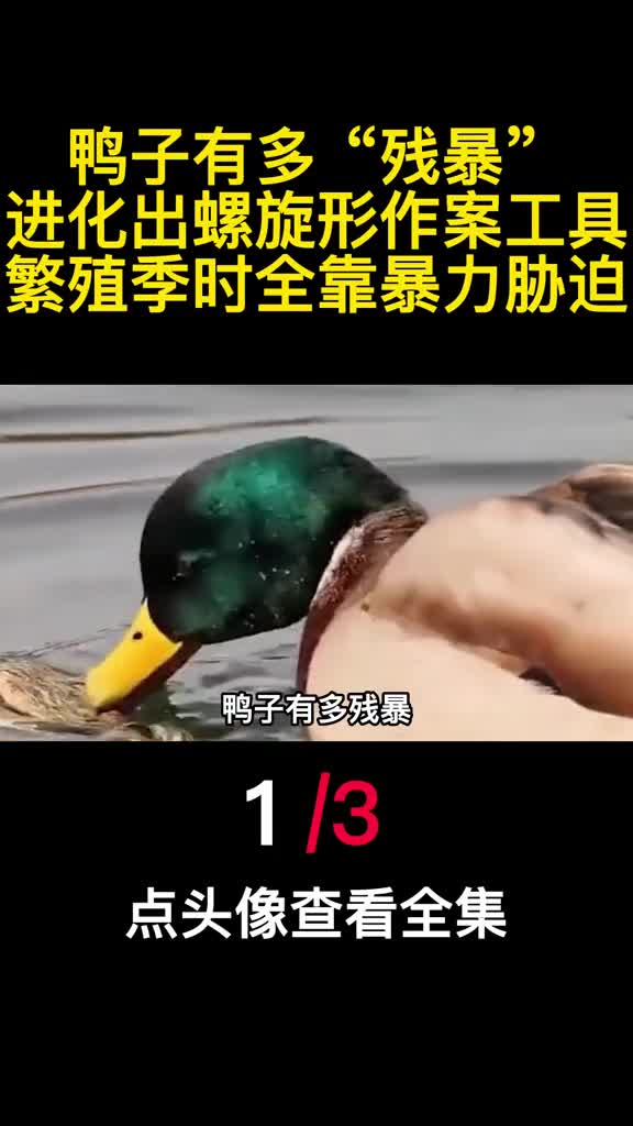 鸭子有多残暴进化出螺旋形作案工具繁殖季时全靠暴力胁迫1