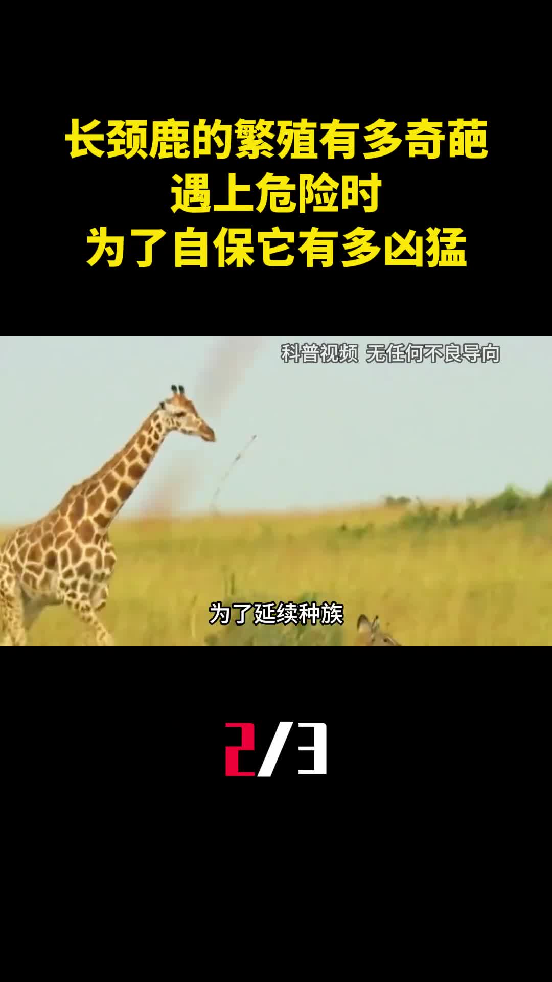 长颈鹿的繁殖过程有多奇葩遇上危险时为了自保它有多凶猛2