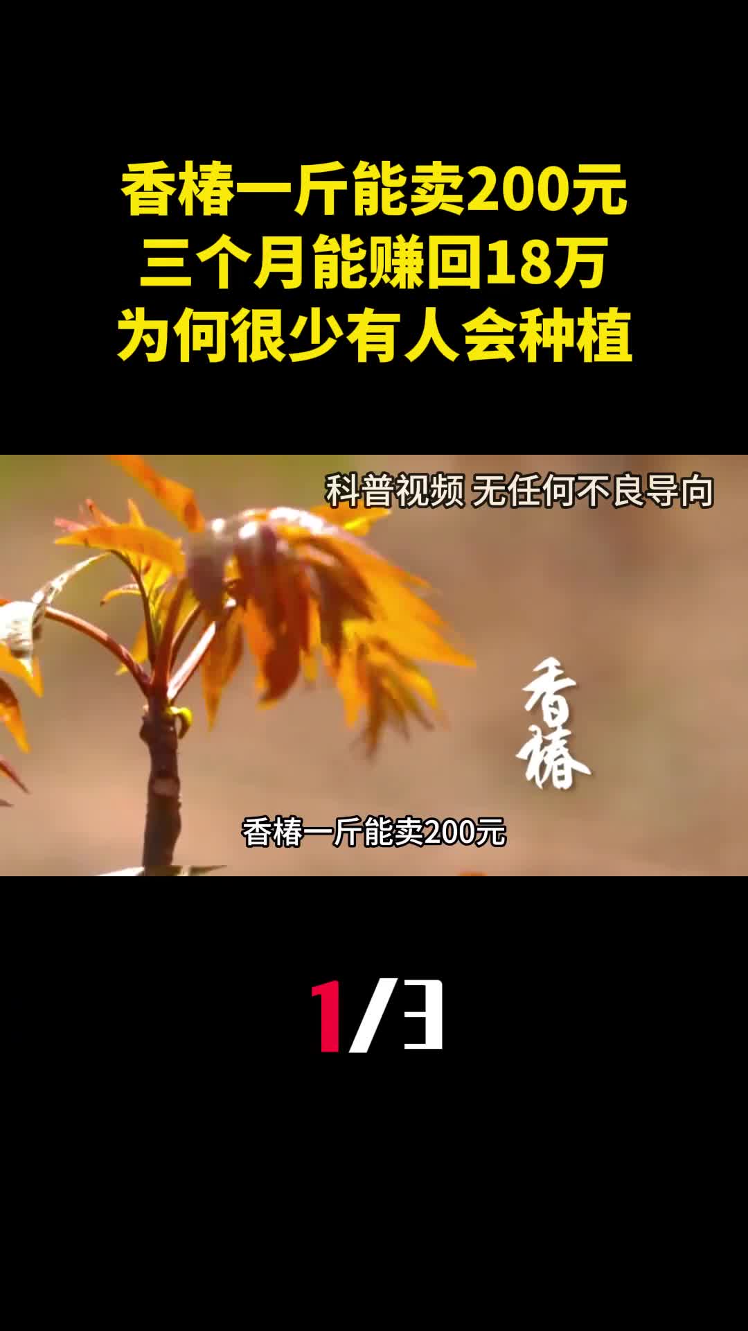 香椿一斤能卖200元三个月能赚回18万为何很少有人会种植1