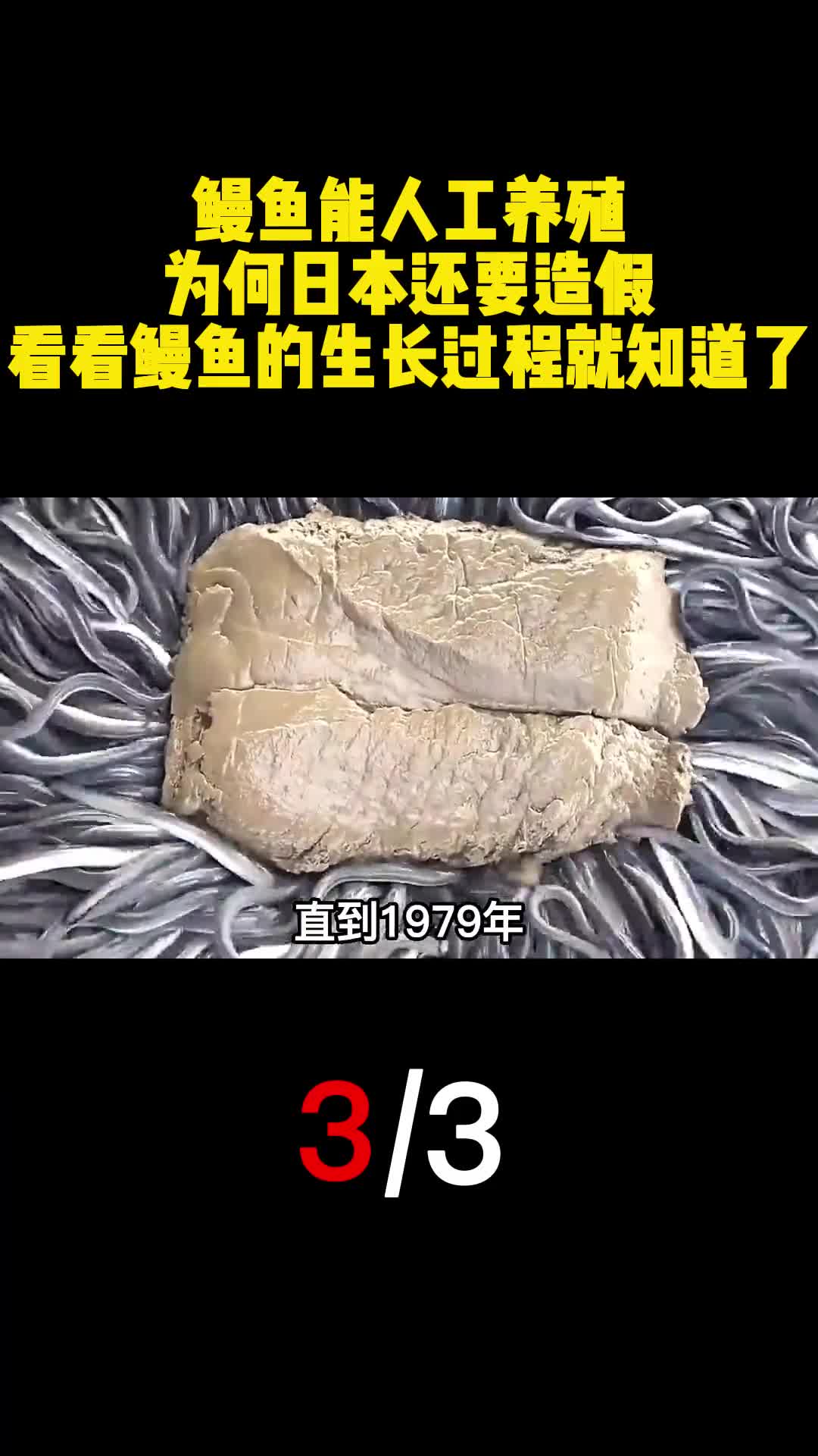 鳗鱼能人工养殖为何日本还要造假看看鳗鱼的生长过程就知道了3