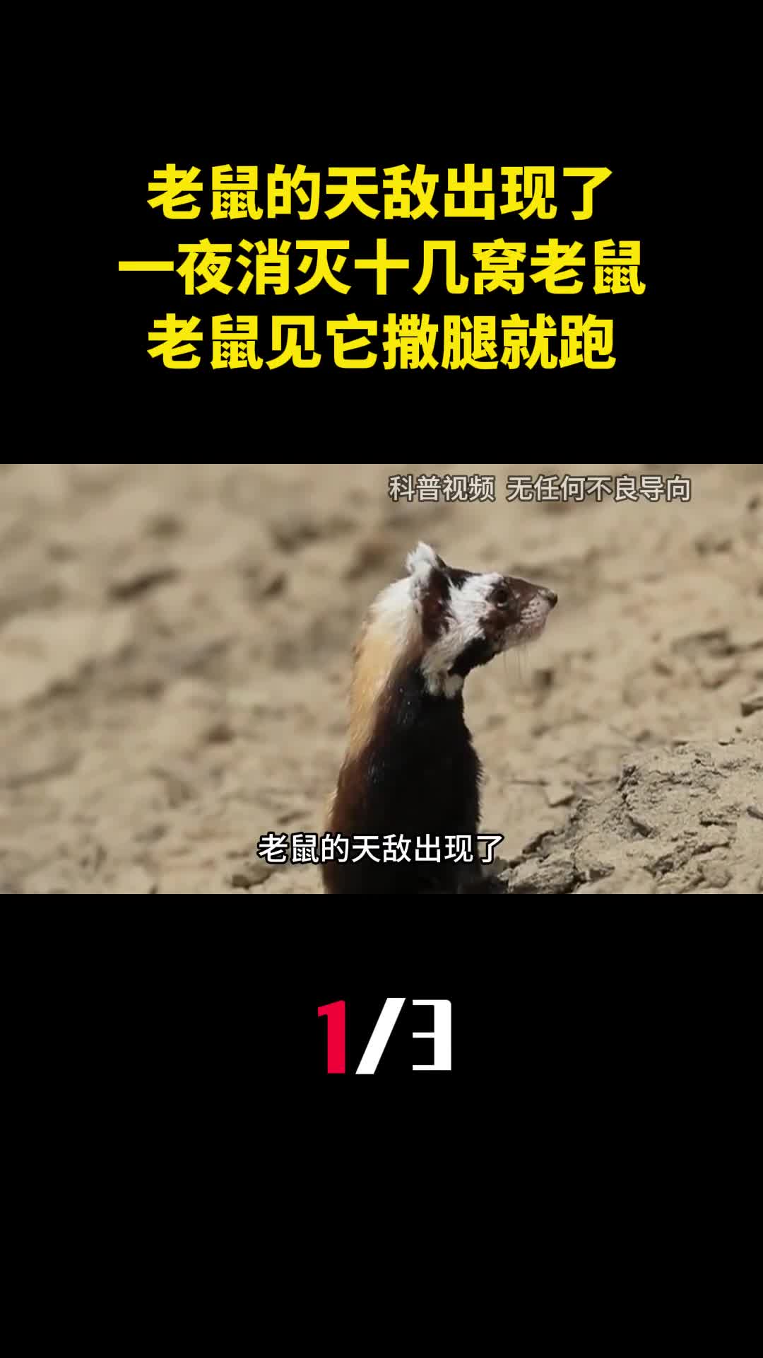 老鼠的天敌出现了一夜消灭十几窝老鼠老鼠见它撒腿就跑1