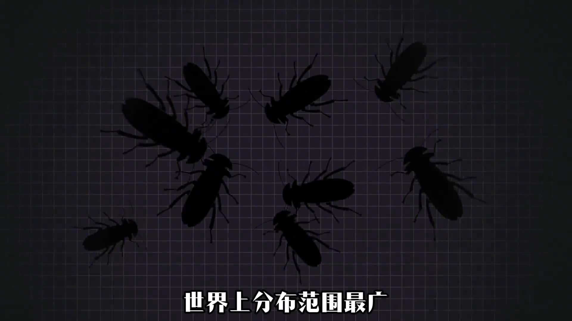 德国小蠊其实并不来自德国