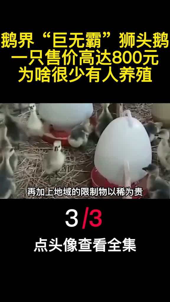 鹅界巨无霸狮头鹅一只售价高达800元为啥很少有人养殖3
