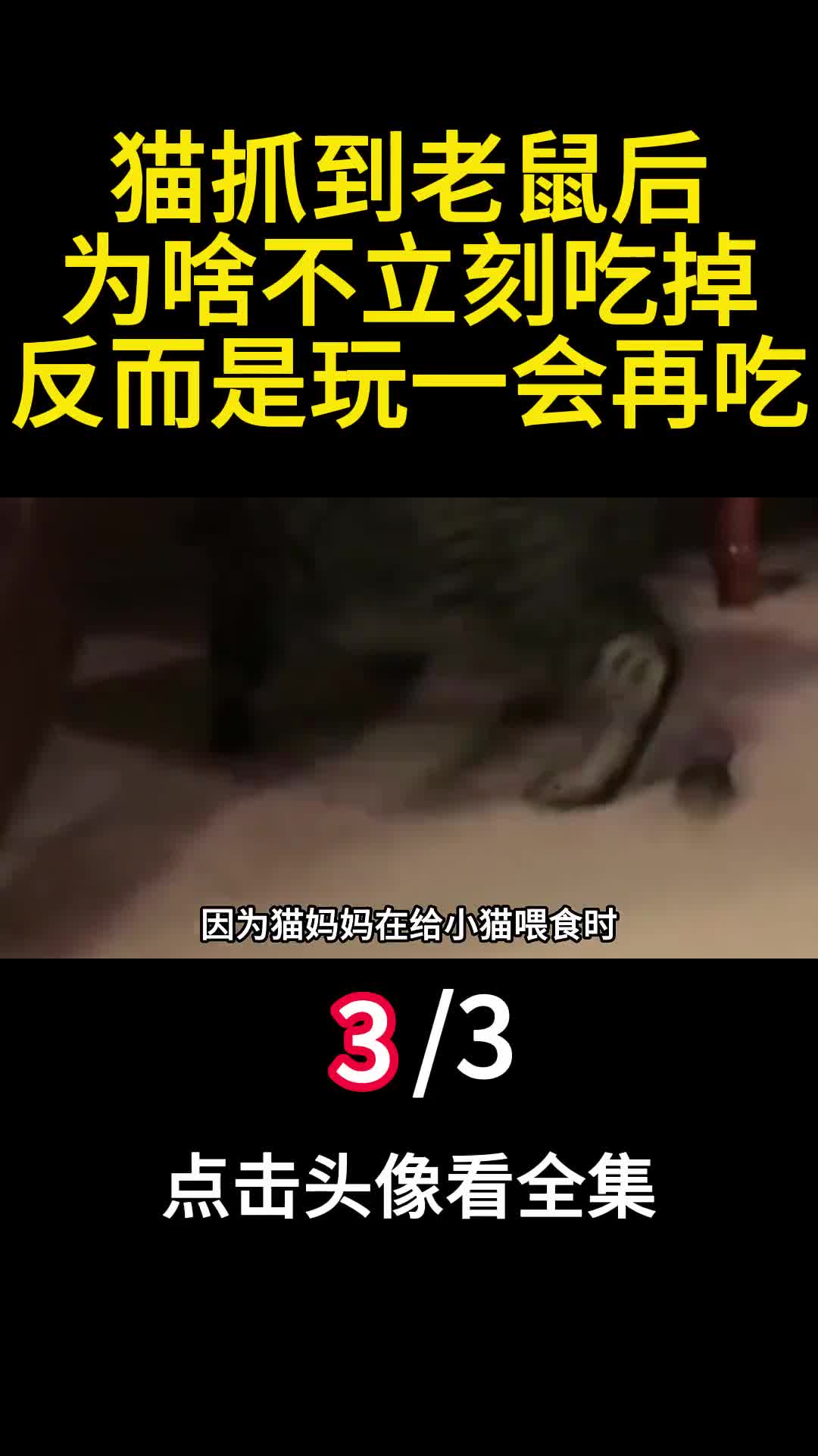 猫抓到老鼠后为啥不立刻吃掉反而是玩一会再吃3