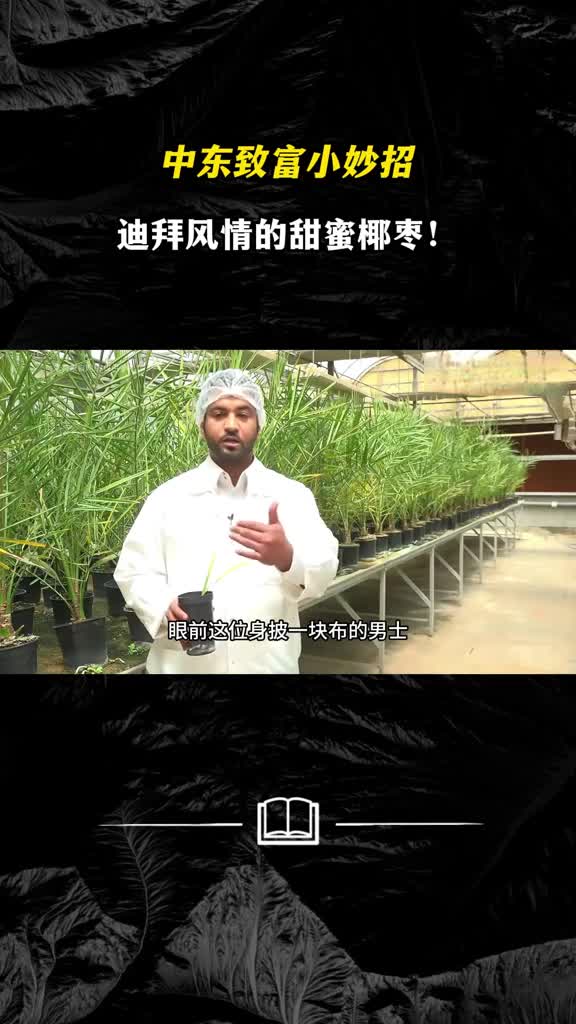 中东致富小妙招迪拜风情的甜蜜椰枣