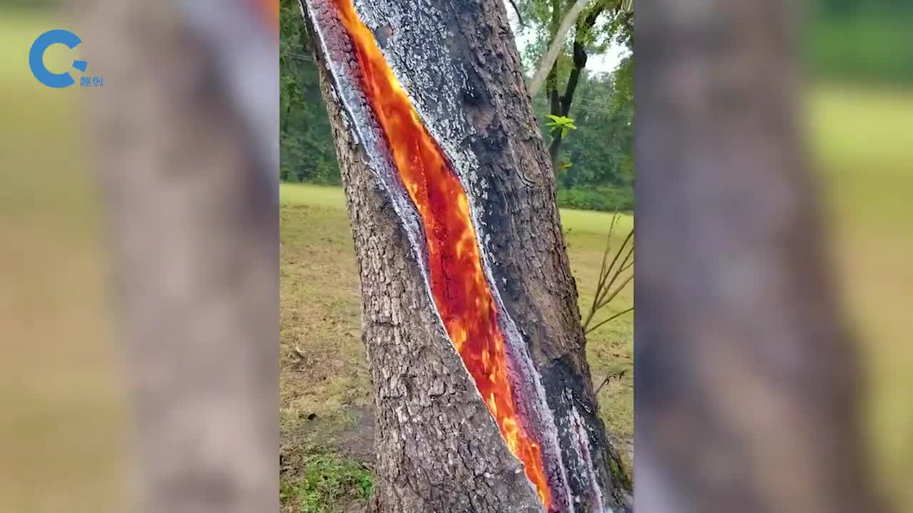 不可思议的树心火火焰在大树内部燃烧