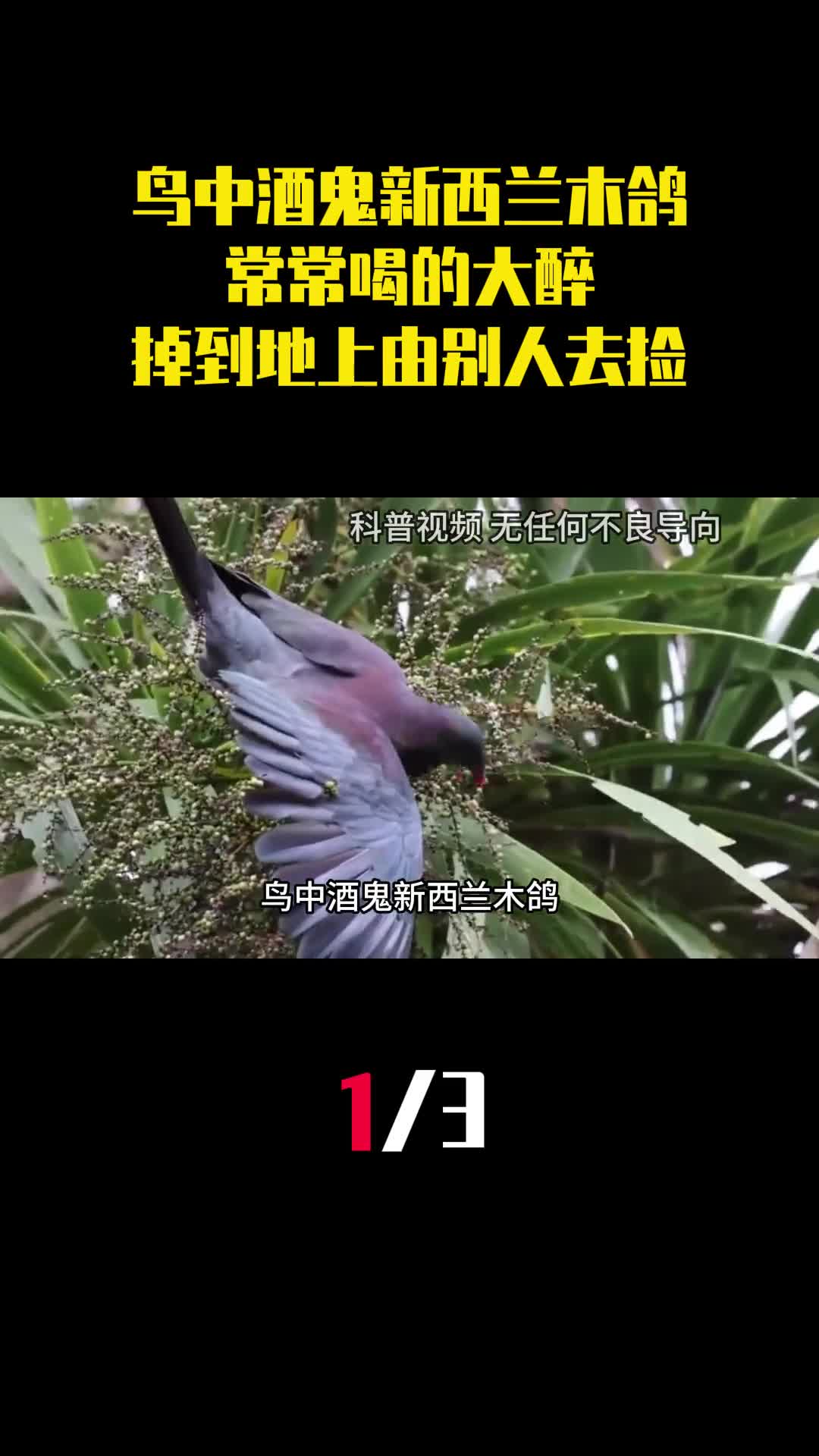 鸟中酒鬼新西兰木鸽常常喝的大醉掉到地上任由别人去捡1