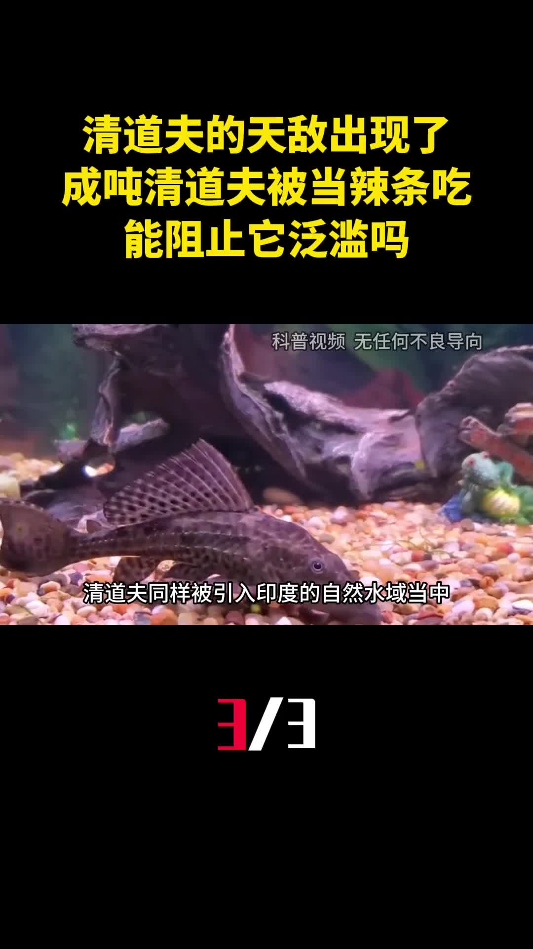 清道夫的天敌出现了成吨清道夫被当辣条吃能阻止它泛滥吗3