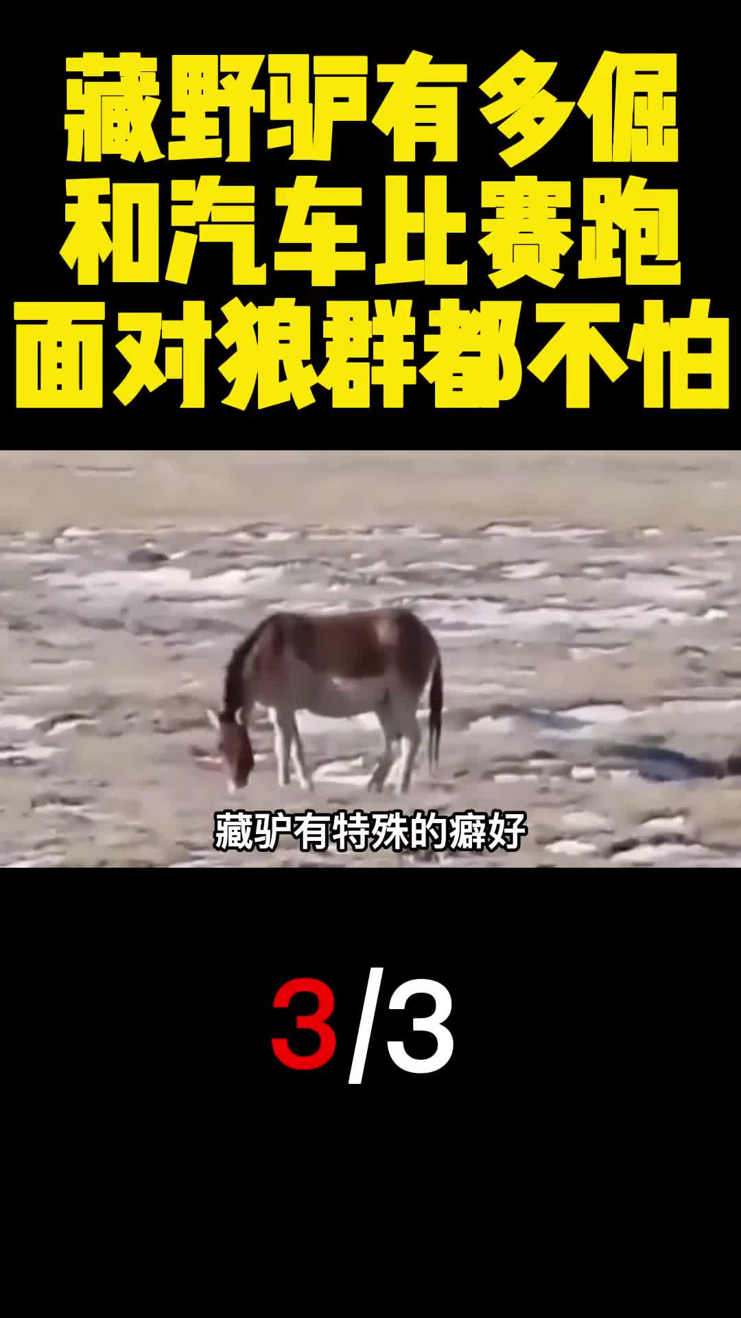 藏野驴有多倔和汽车比赛跑面对狼群都不怕3