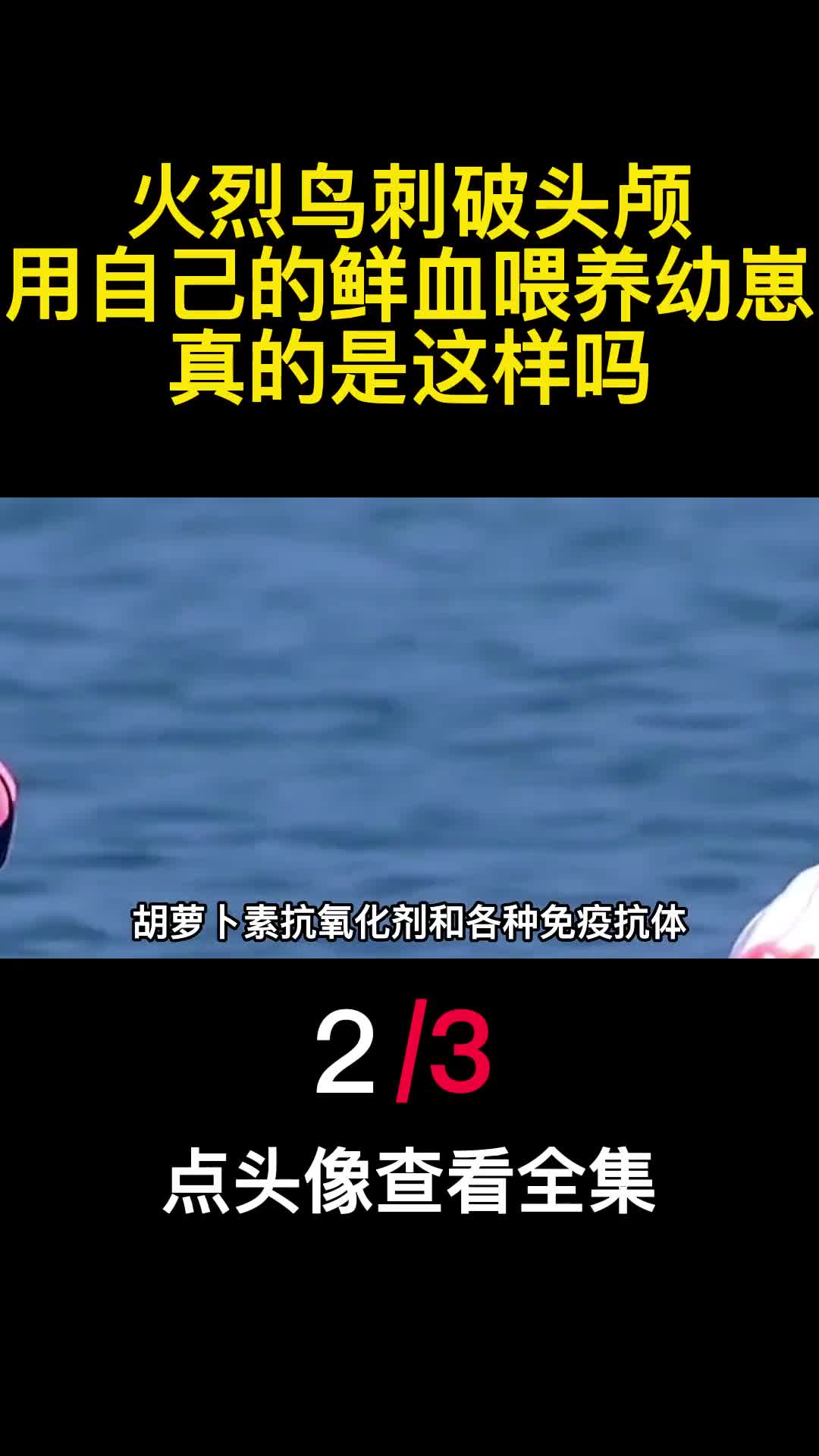 火烈鸟刺破头颅用自己的鲜血喂养幼崽真的是这样吗2