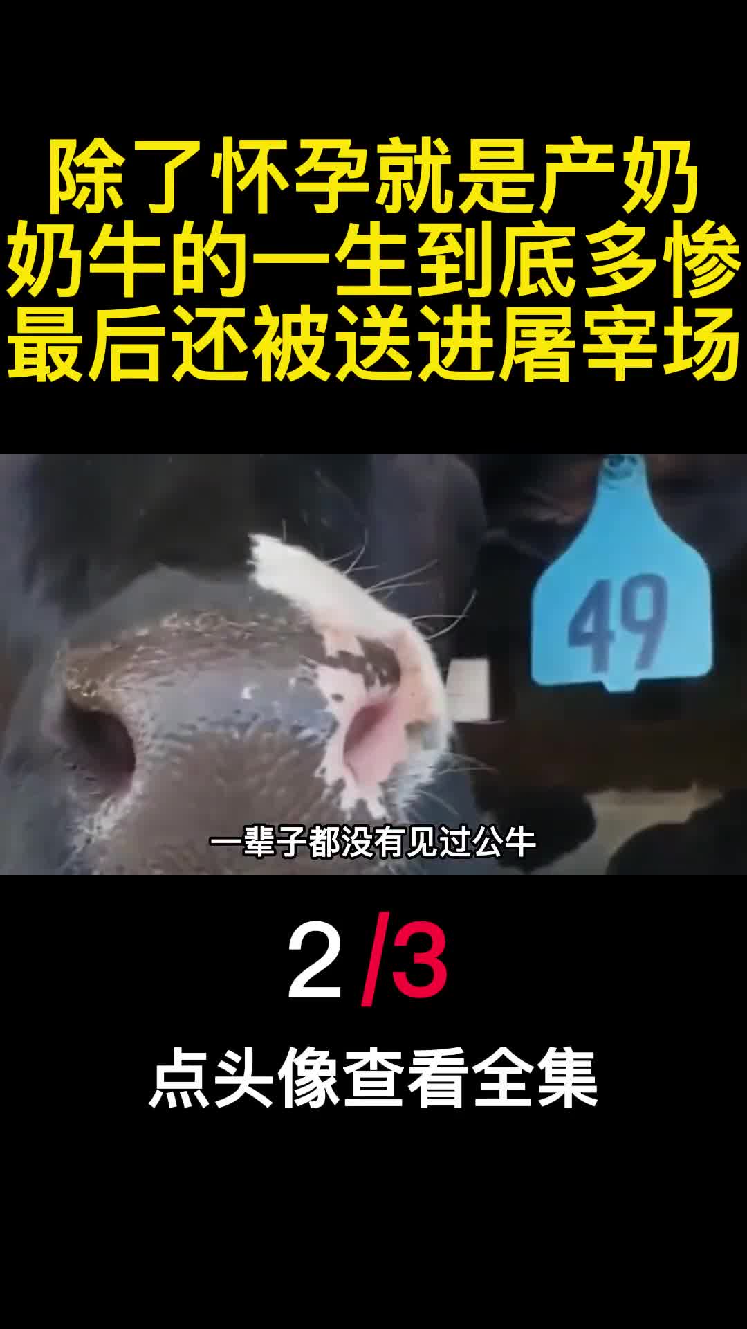 除了怀孕就是产奶奶牛的一生到底多惨最后还被送进屠宰场2
