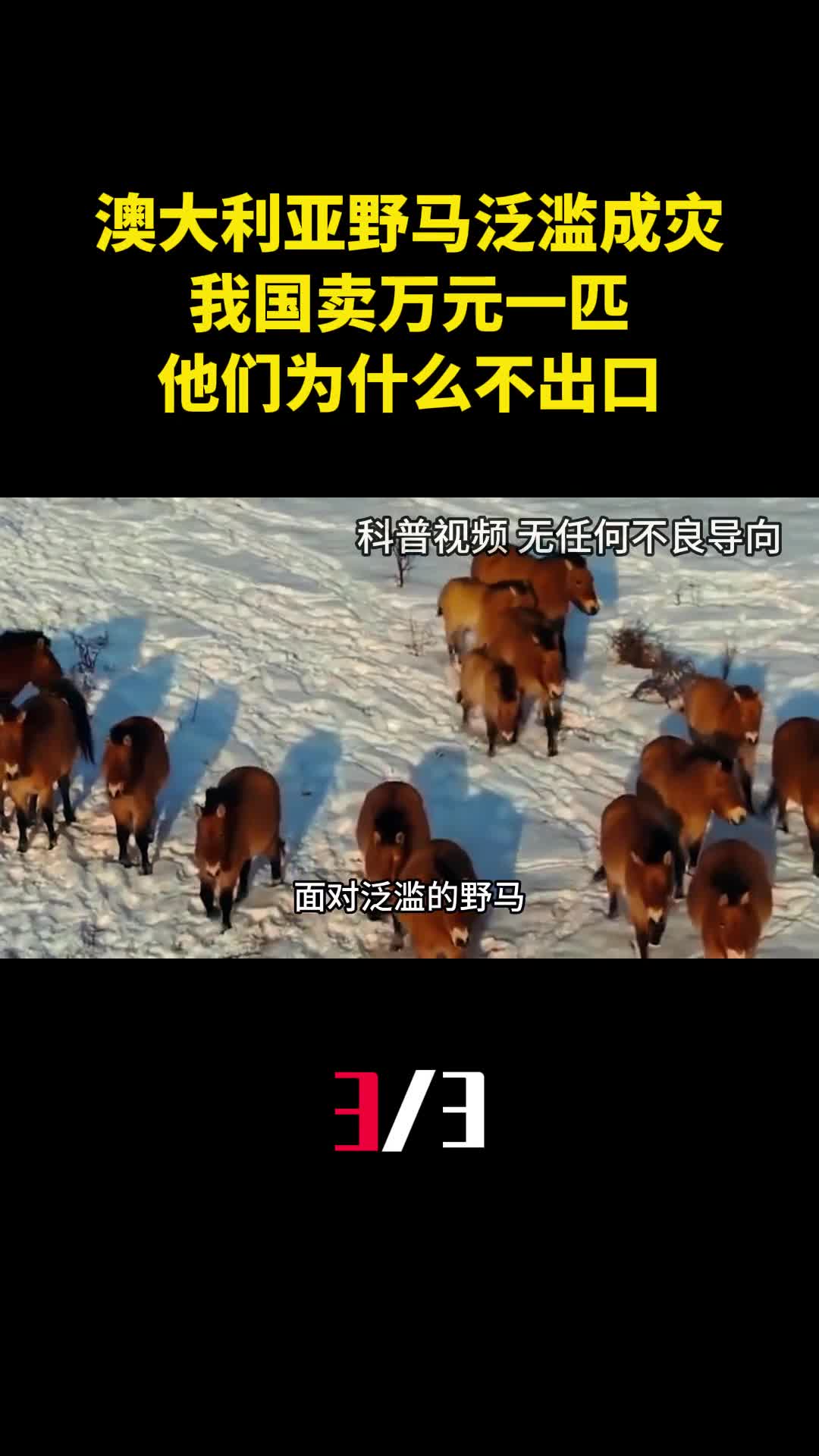 澳大利亚野马泛滥成灾我国卖万元一匹他们为什么不出口3