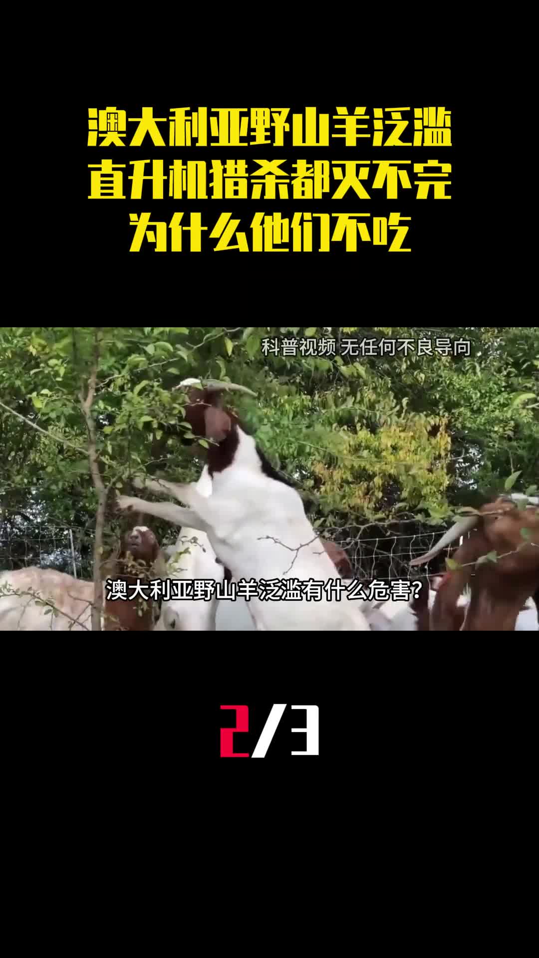 澳大利亚野山羊泛滥用直升机猎杀都灭不完为什么他们不吃2