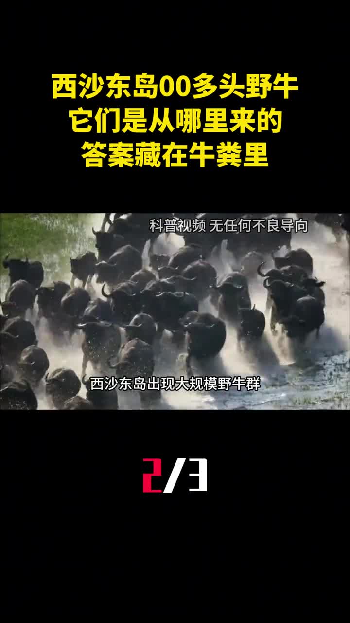 西沙东岛发现400多头野牛它们是从哪里来的答案藏在牛粪里2