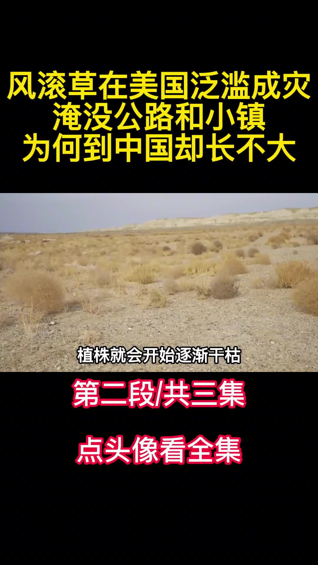 风滚草在美国泛滥成灾淹没公路和小镇为何到中国却长不大2