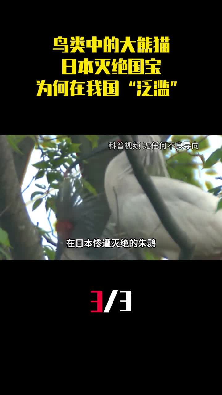 鸟类中的大熊猫日本灭绝国宝为何在我国山沟沟泛滥3