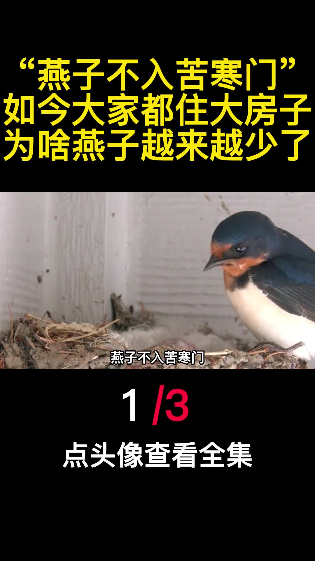 燕子不入苦寒门如今大家都住大房子为啥燕子越来越少了1