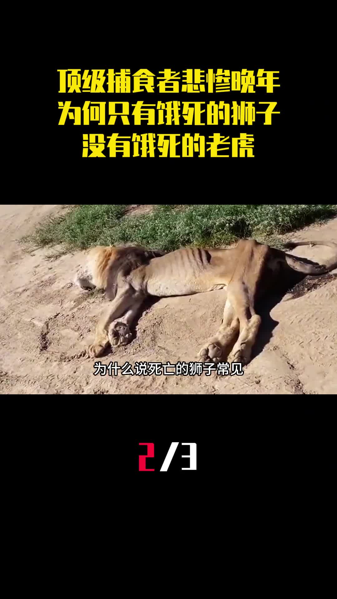顶级捕食者晚年有多惨为何说只有饿死的狮子没有饿死的老虎2