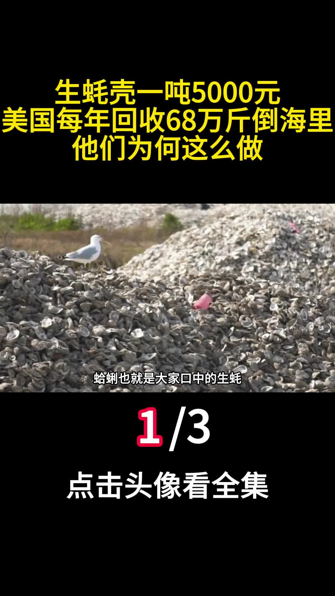 生蚝壳一吨5000元美国每年回收68万斤倒海里他们为何这么做1