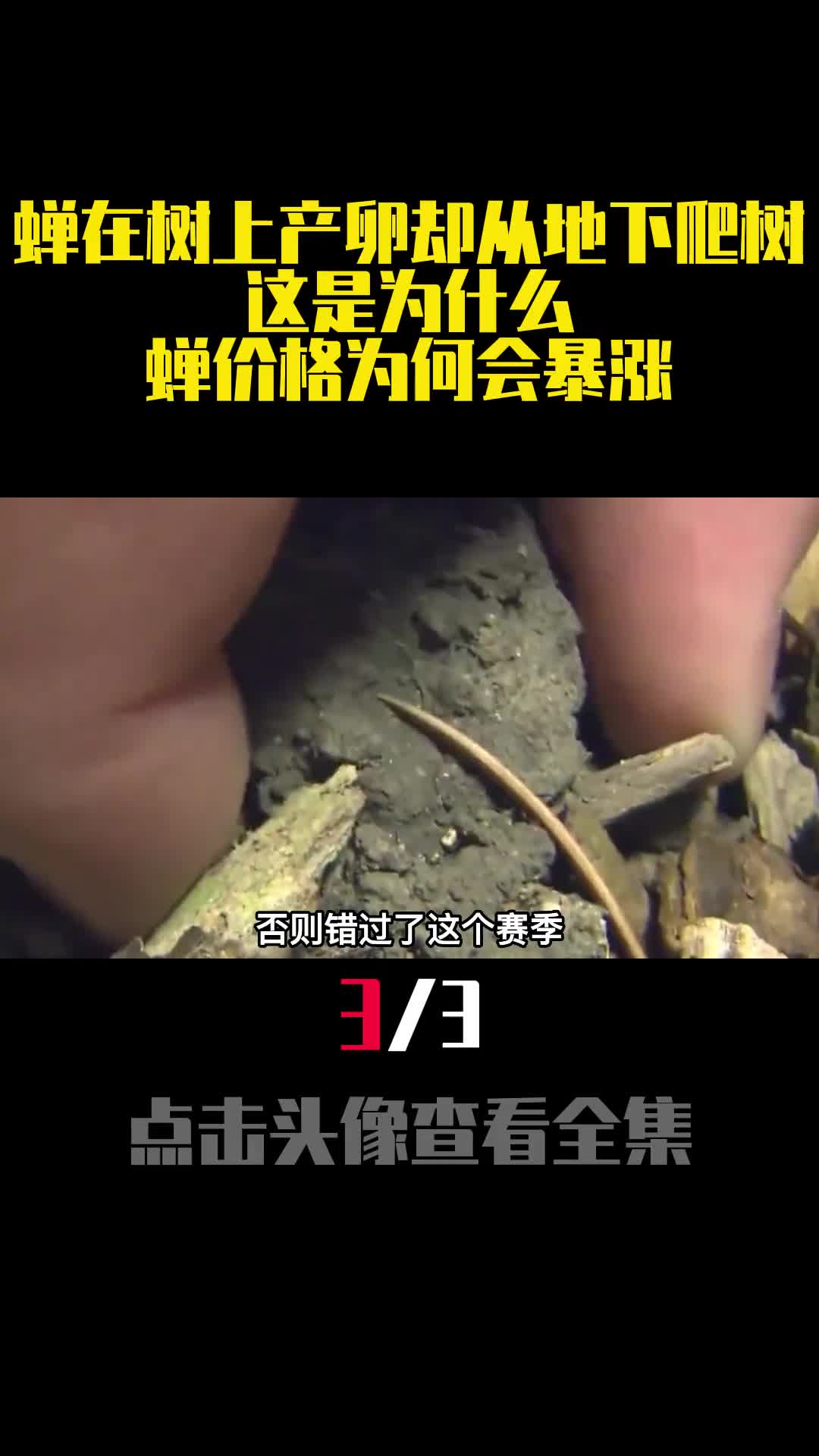 蝉在树上产卵却从地下爬树这是为什么蝉价格为何会暴涨3