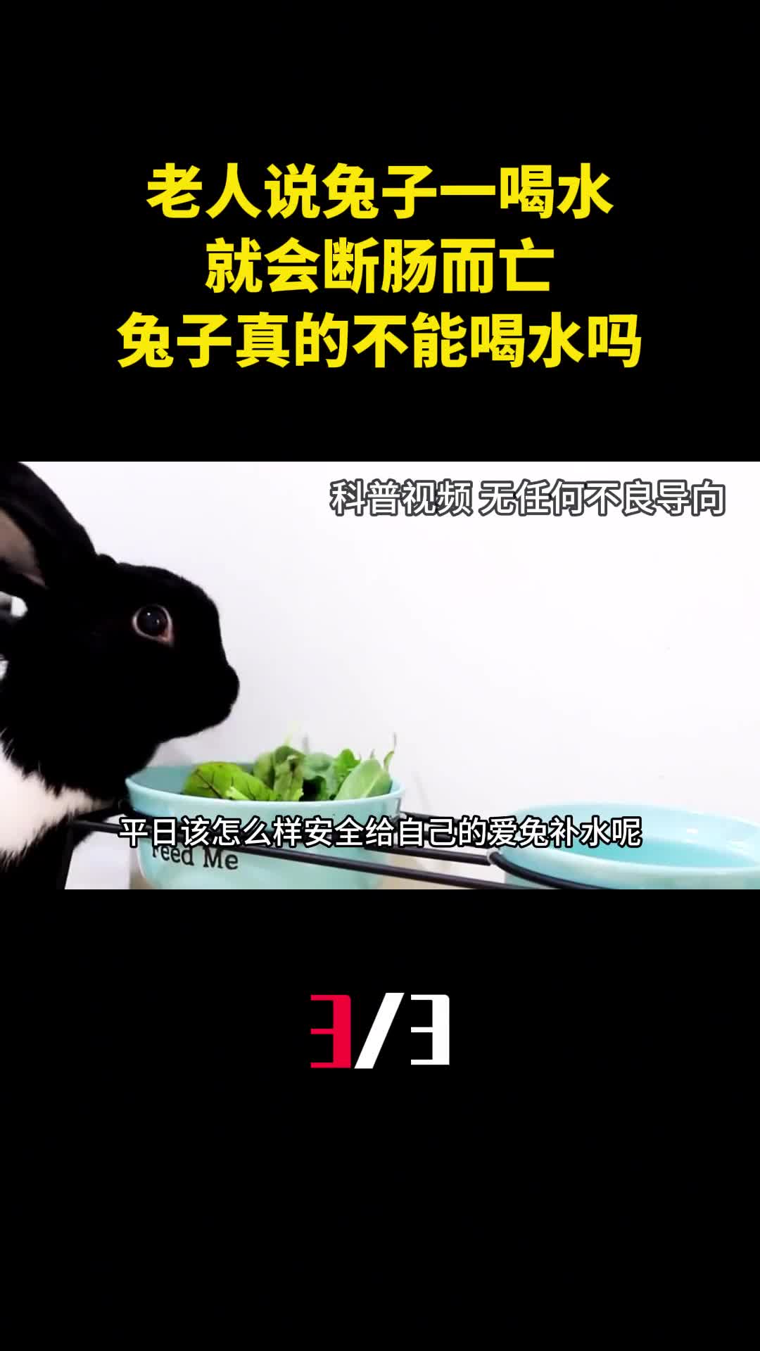 老人说兔子一喝水就会断肠而亡兔子真的不能喝水吗3
