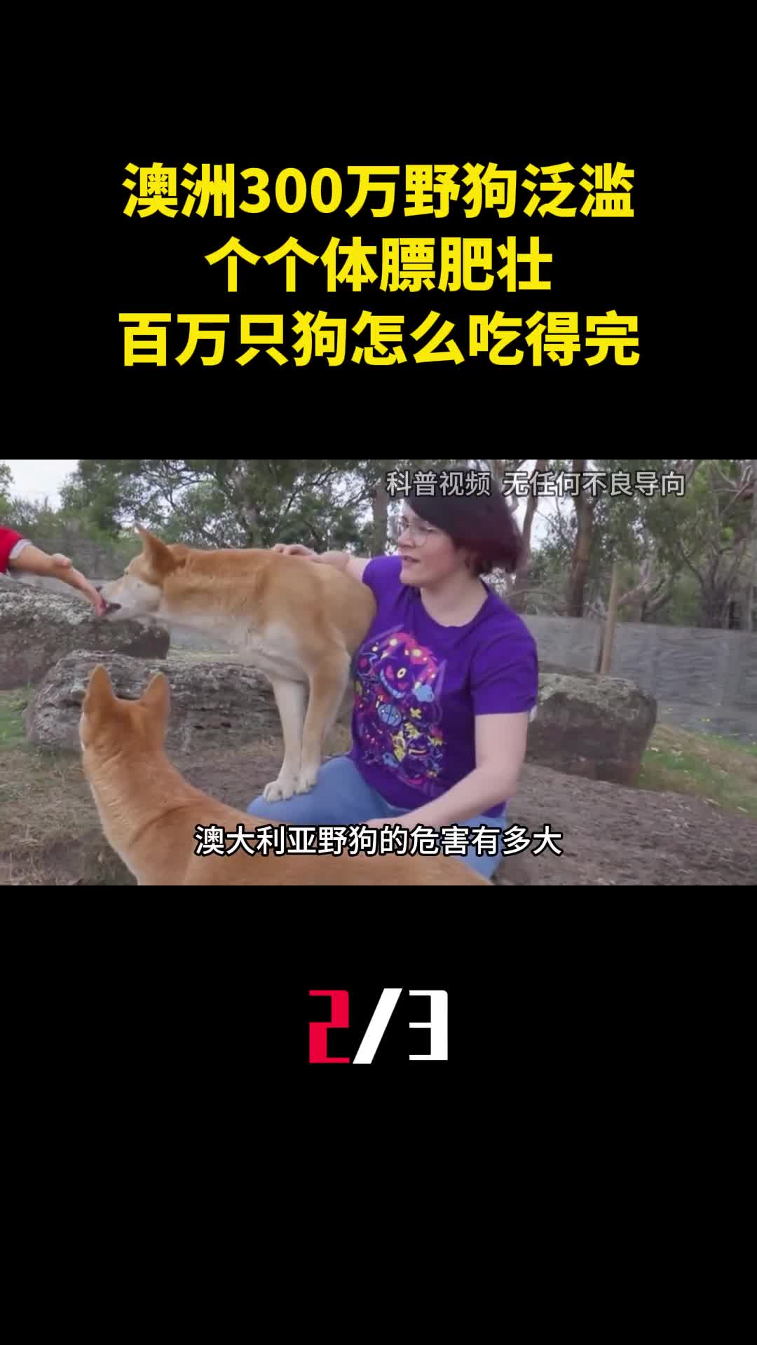 澳洲300万野狗泛滥成灾个个体膘肥壮百万只狗怎么吃得完2