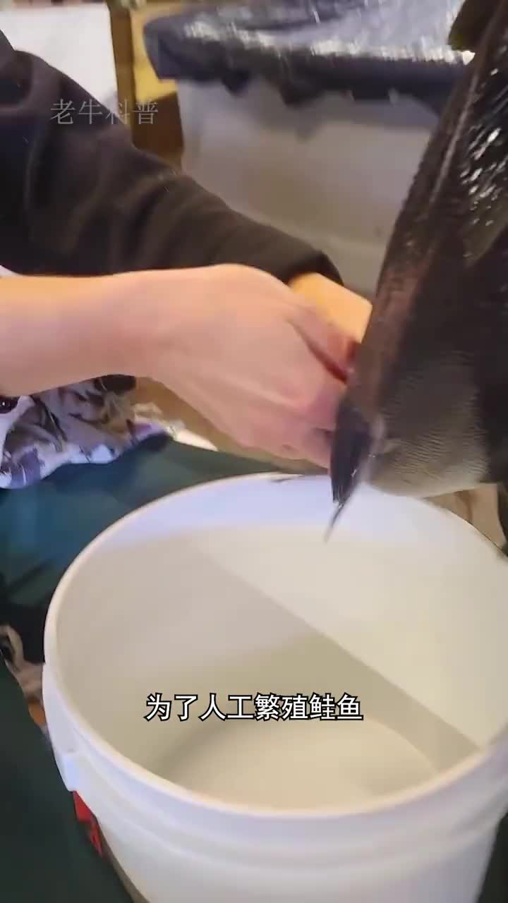 鲑鱼为什么非要剖腹取卵呢