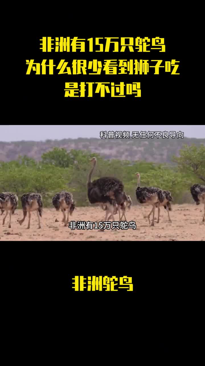 非洲有15万只鸵鸟为什么很少看到狮子吃鸵鸟是打不过吗
