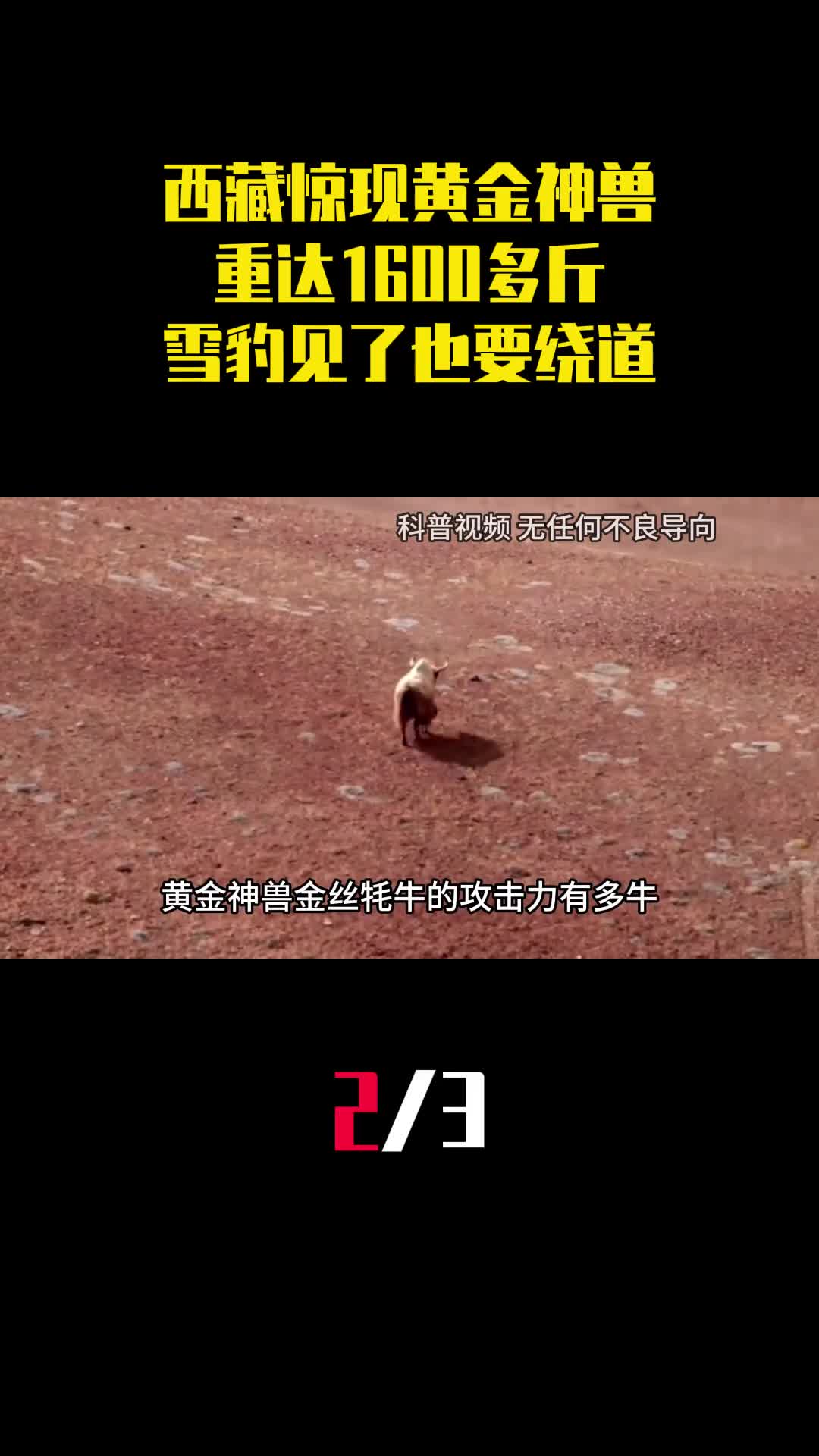 西藏惊现黄金神兽重达1600多斤雪豹见了也要绕道走2