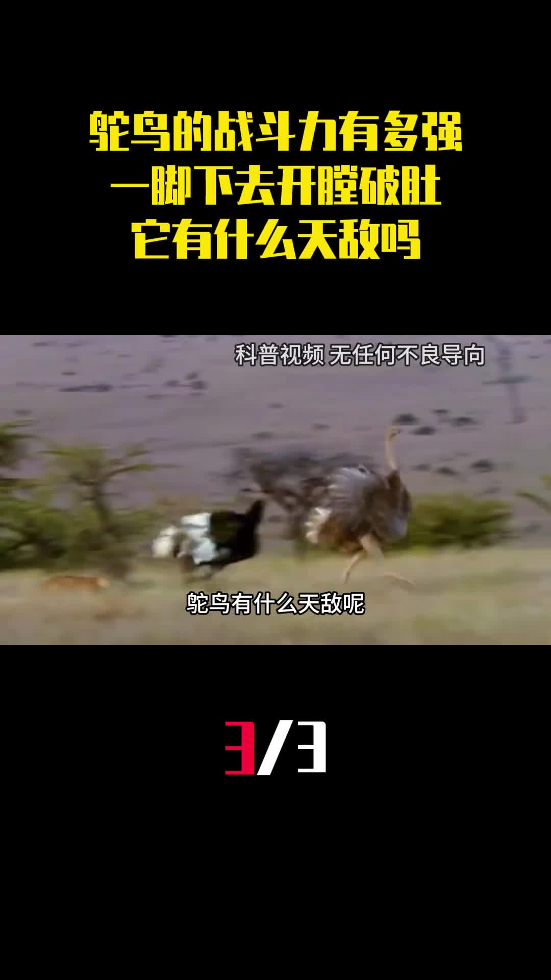 鸵鸟的战斗力有多强一脚下去开膛破肚它有什么天敌吗3
