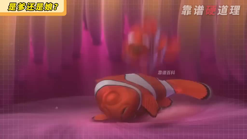 想处个小丑鱼一样的兄弟