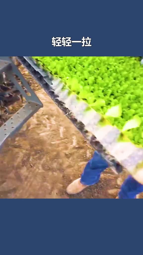 不可思议的网格育苗法拖着小车在地里行驶一遍幼苗就种完了