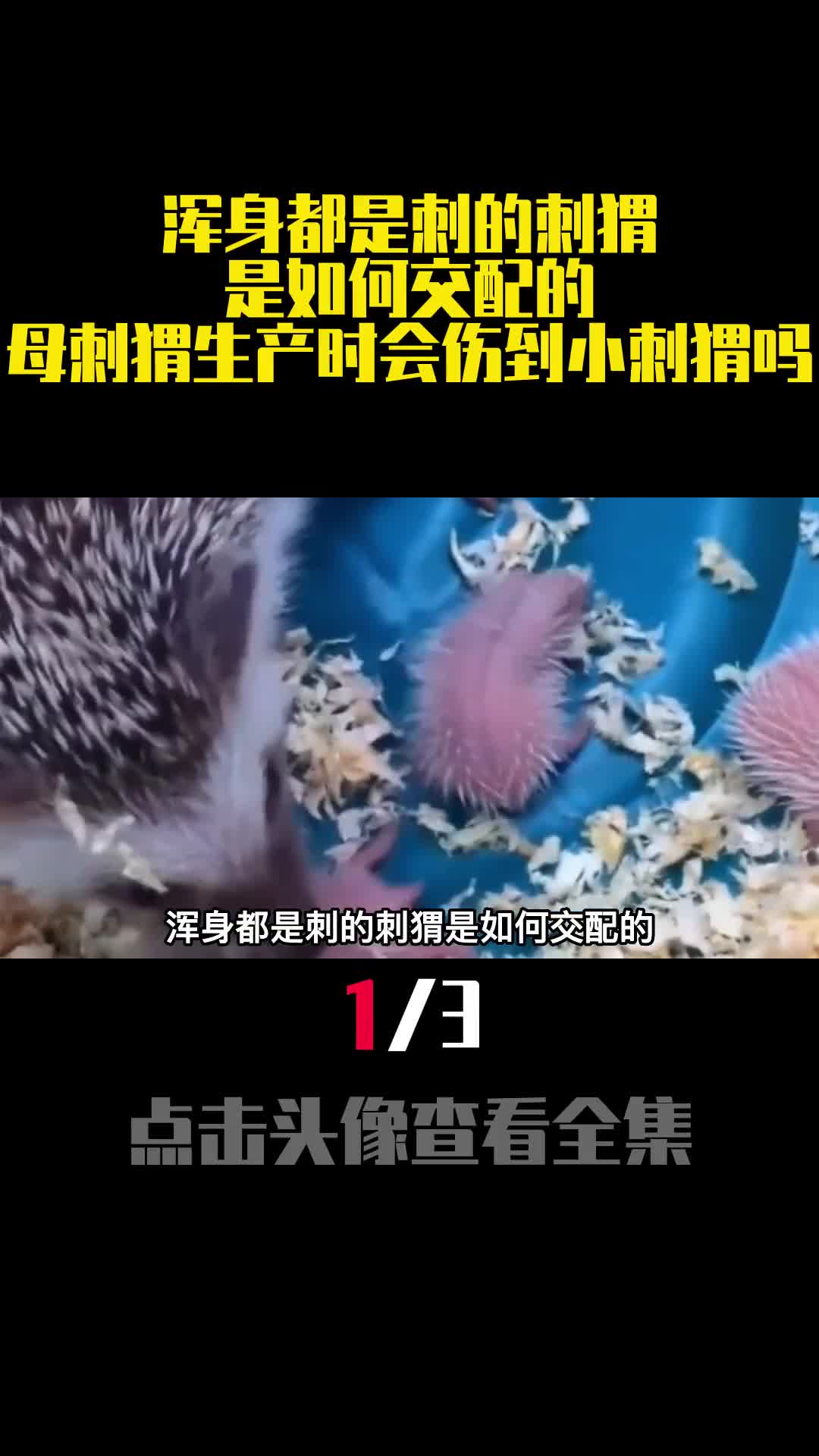 浑身都是刺的刺猬是如何交配的母刺猬生产时会伤到小刺猬吗1