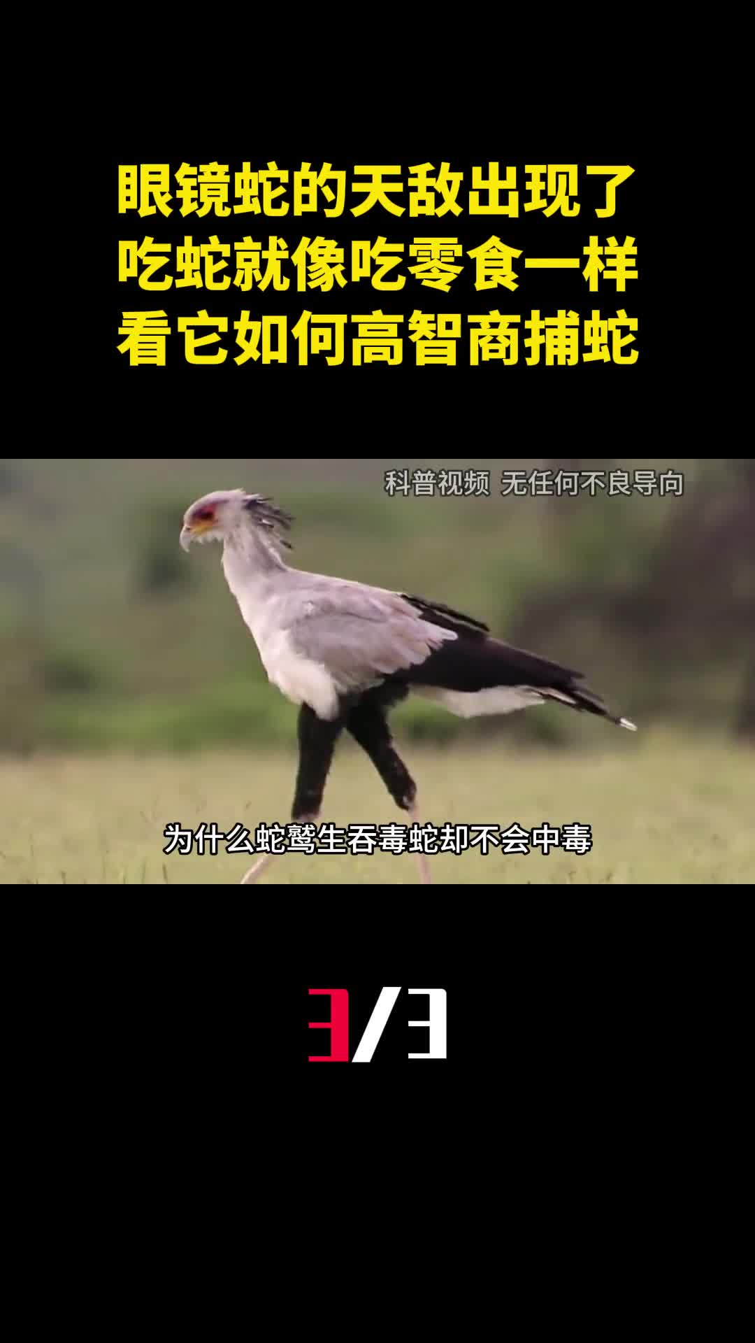 眼镜蛇的天敌出现了吃蛇就像吃零食一样看它如何高智商捕蛇3