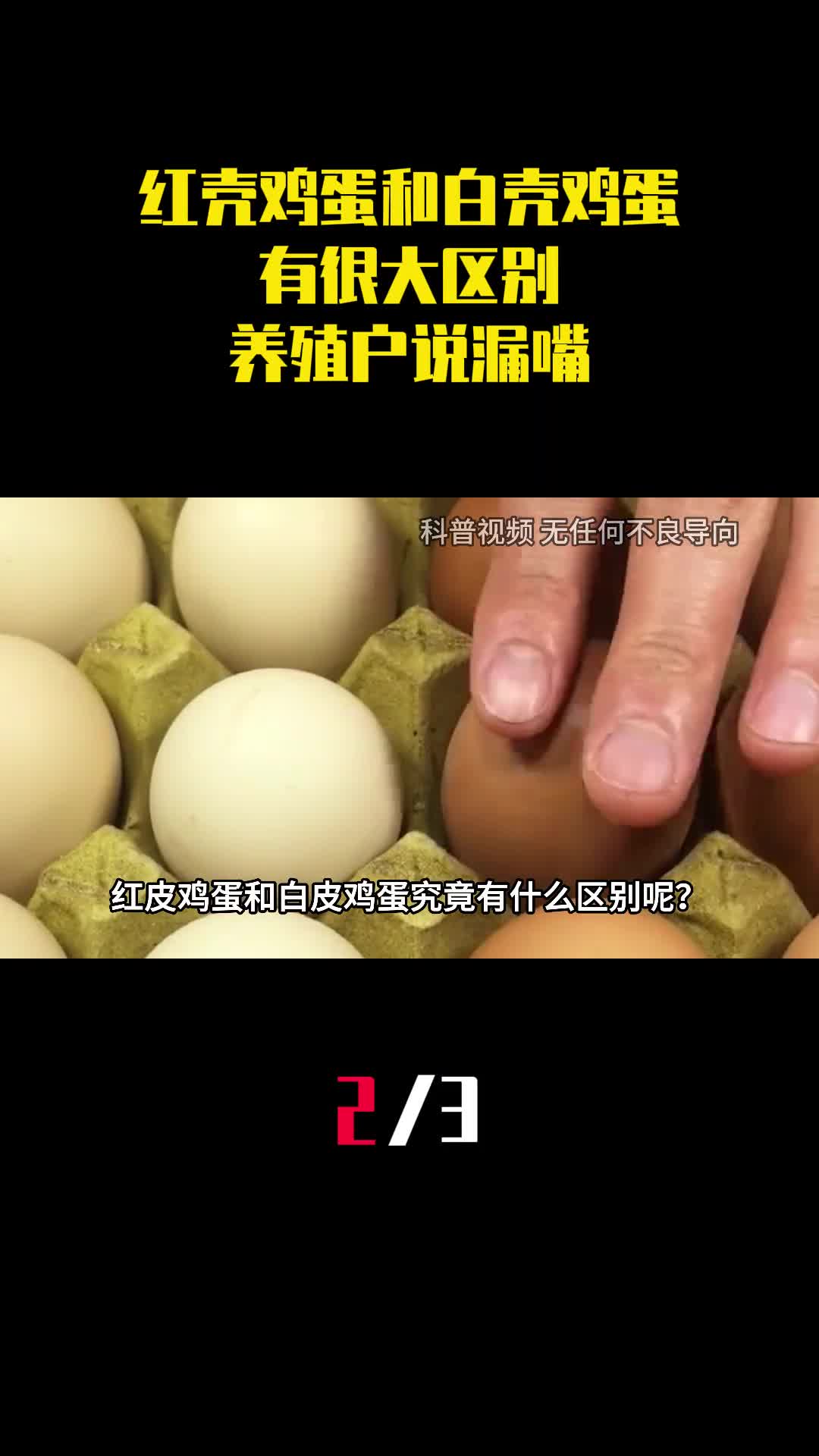 红壳鸡蛋和白壳鸡蛋有很大区别养殖户说漏嘴以后别再买错了2