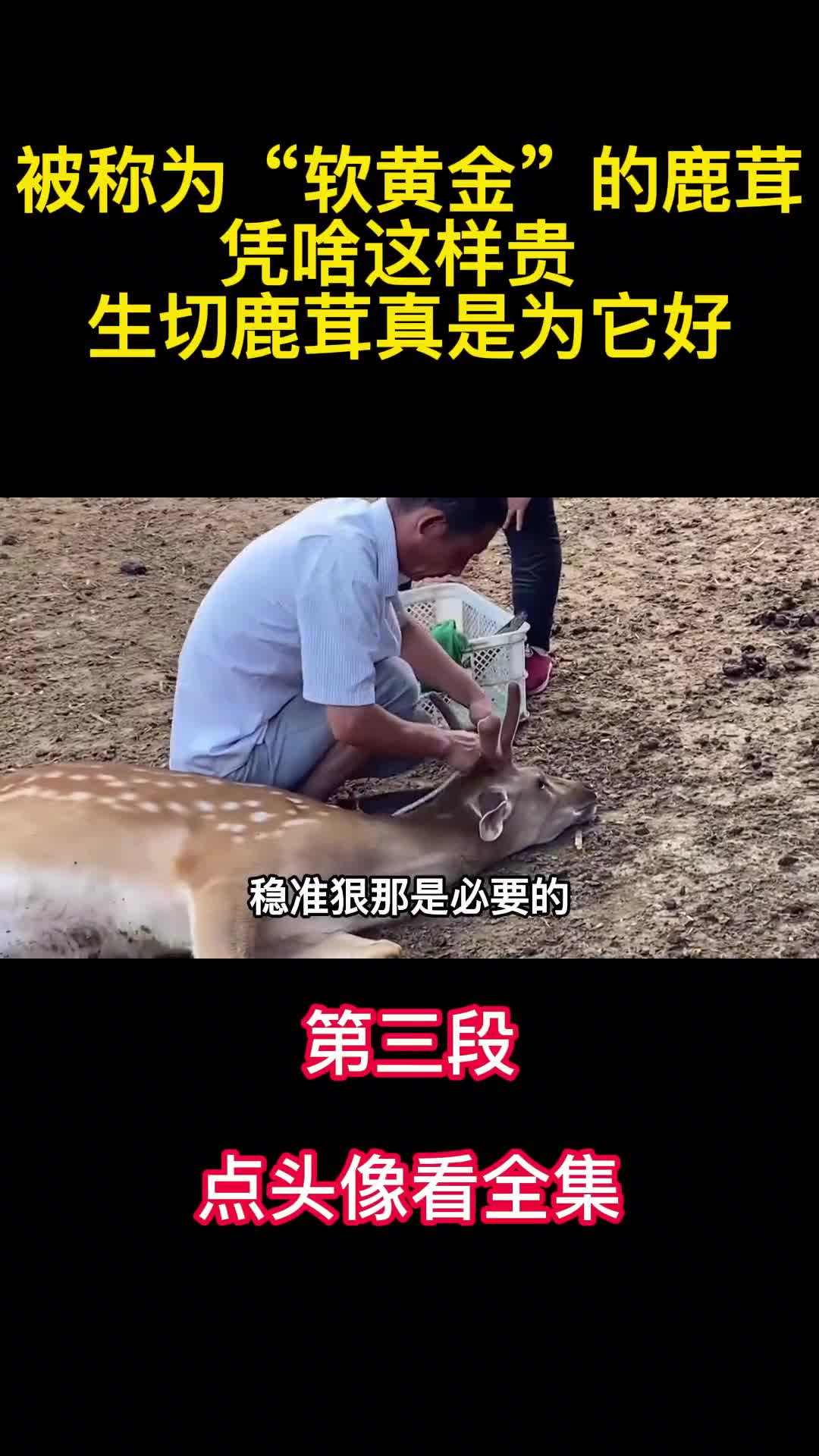 被称为软黄金的鹿茸凭啥这样贵生切鹿茸真是为它好3